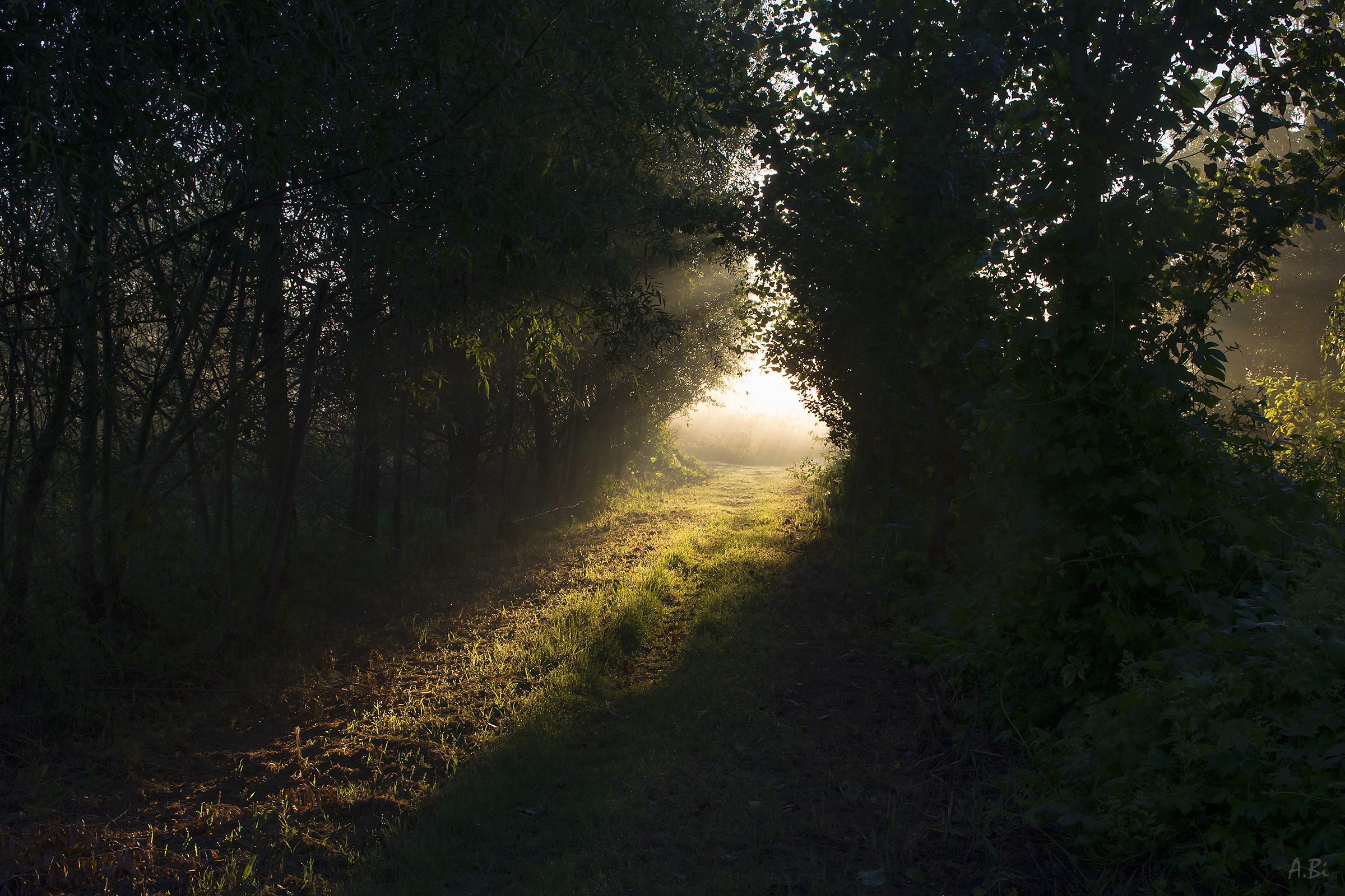 Prime luci nel bosco
