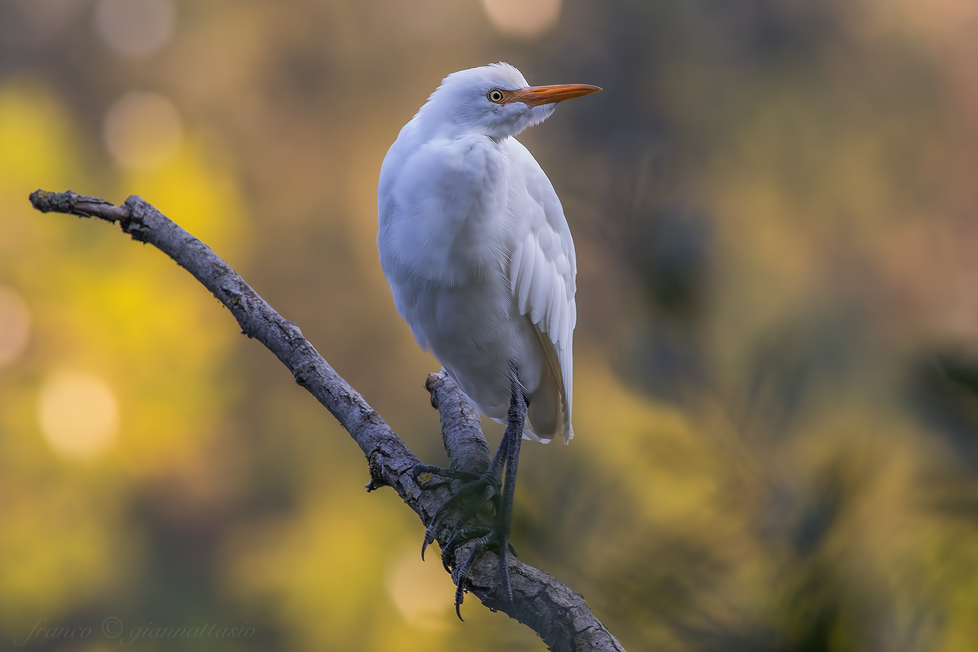 Egret.