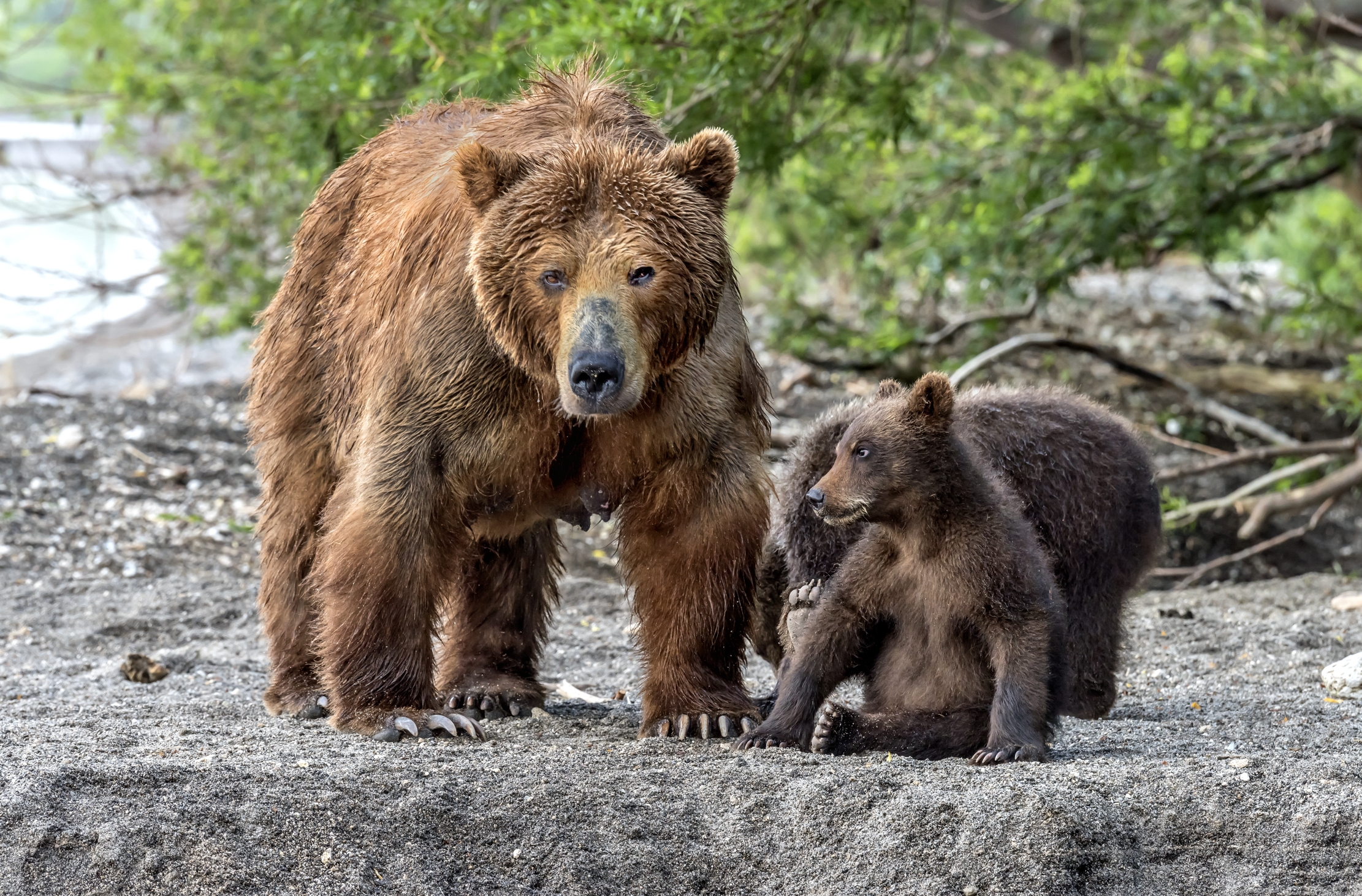 Kamchatka 2016 - Bears