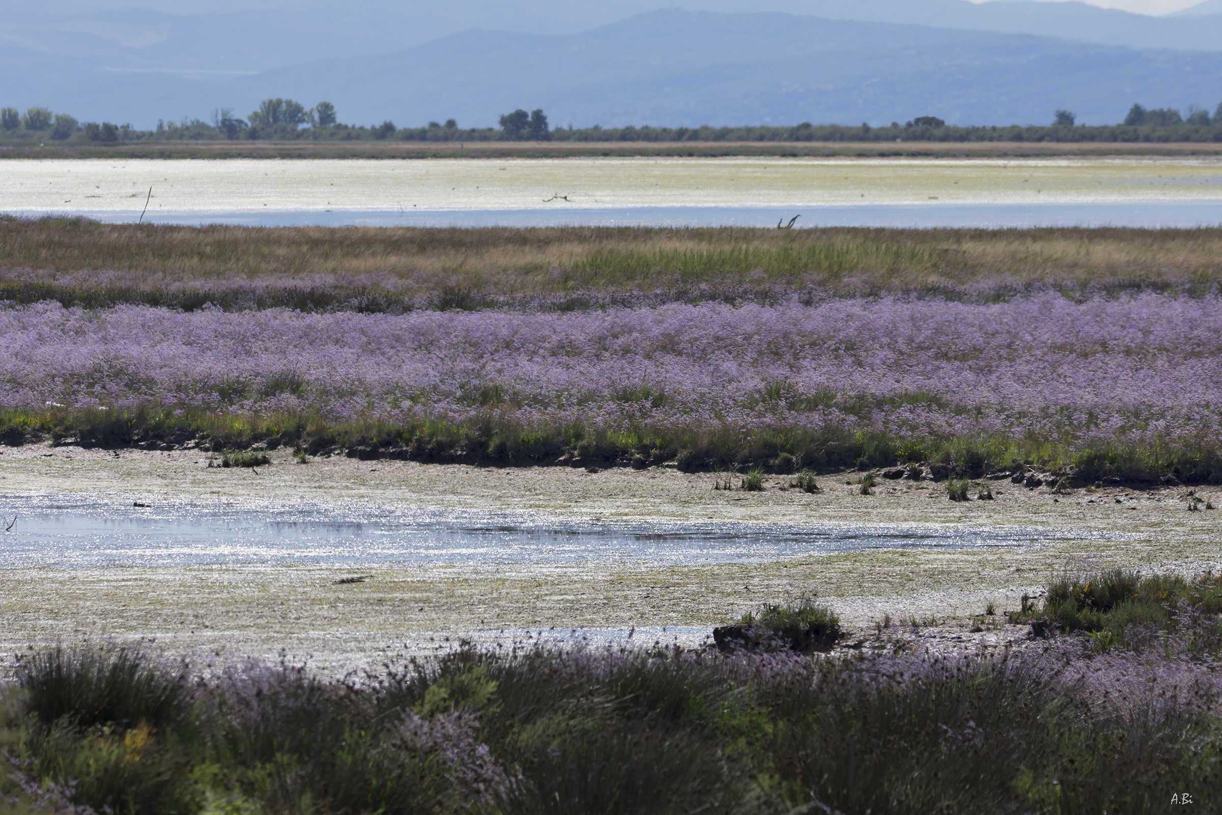 I colori della barena
