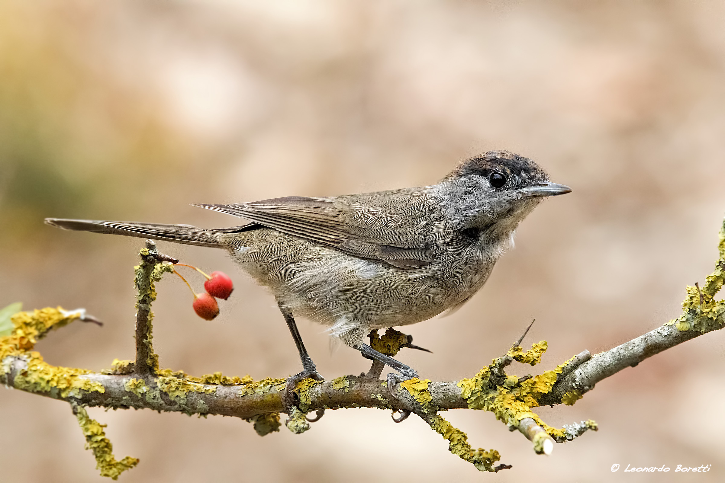Blackcap