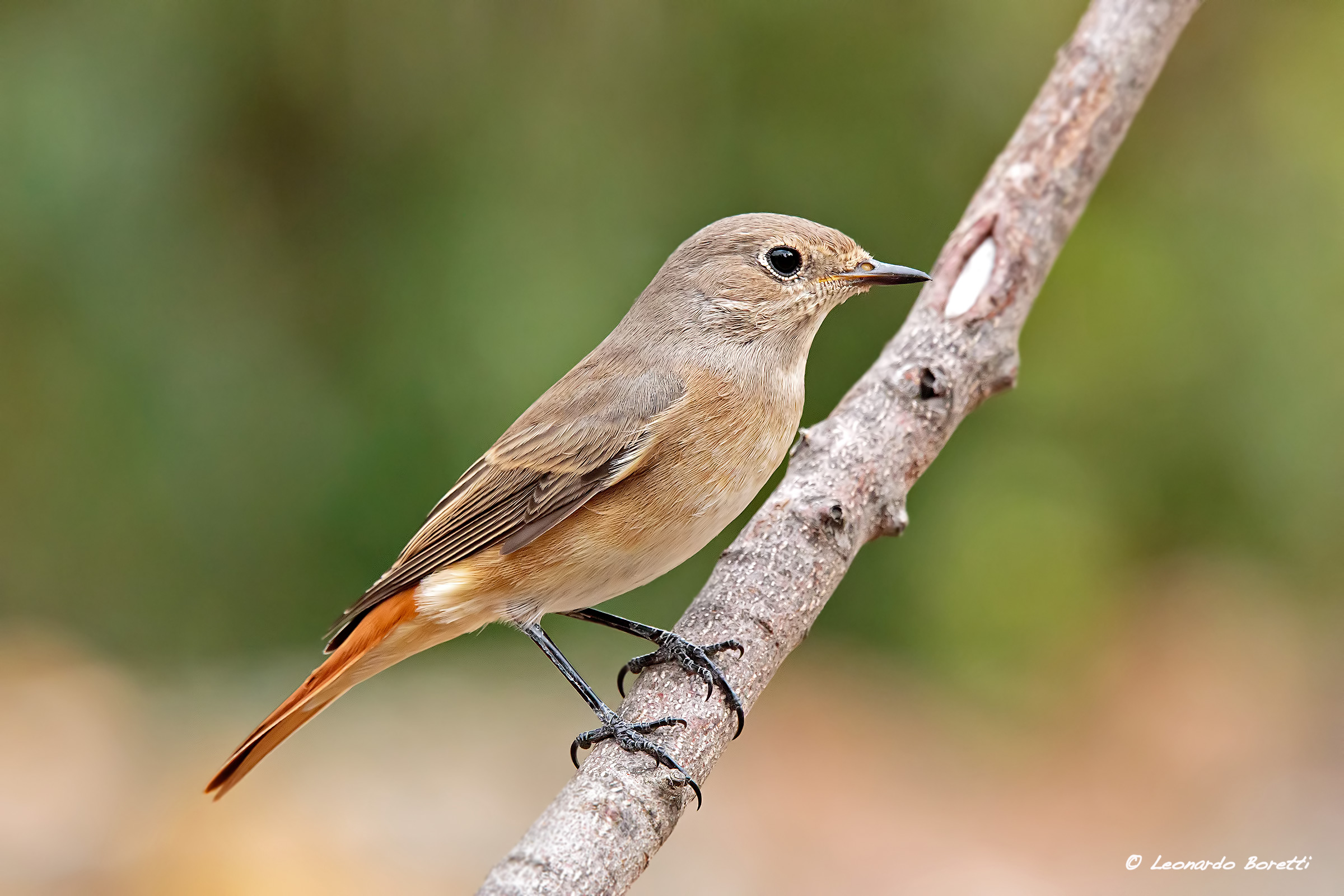 Redstart F.