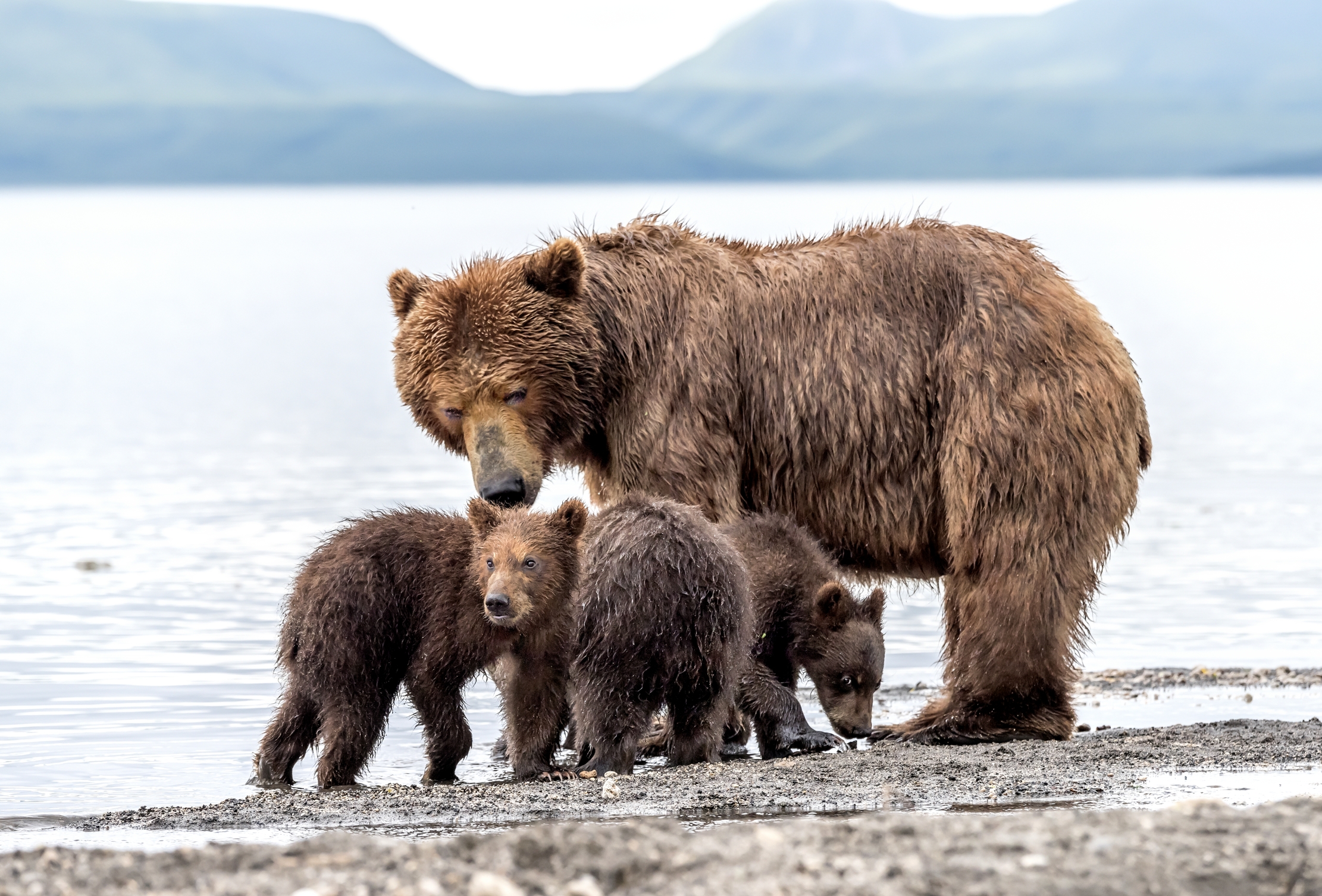 Kamchatka 2016 - Sulla riva del lago