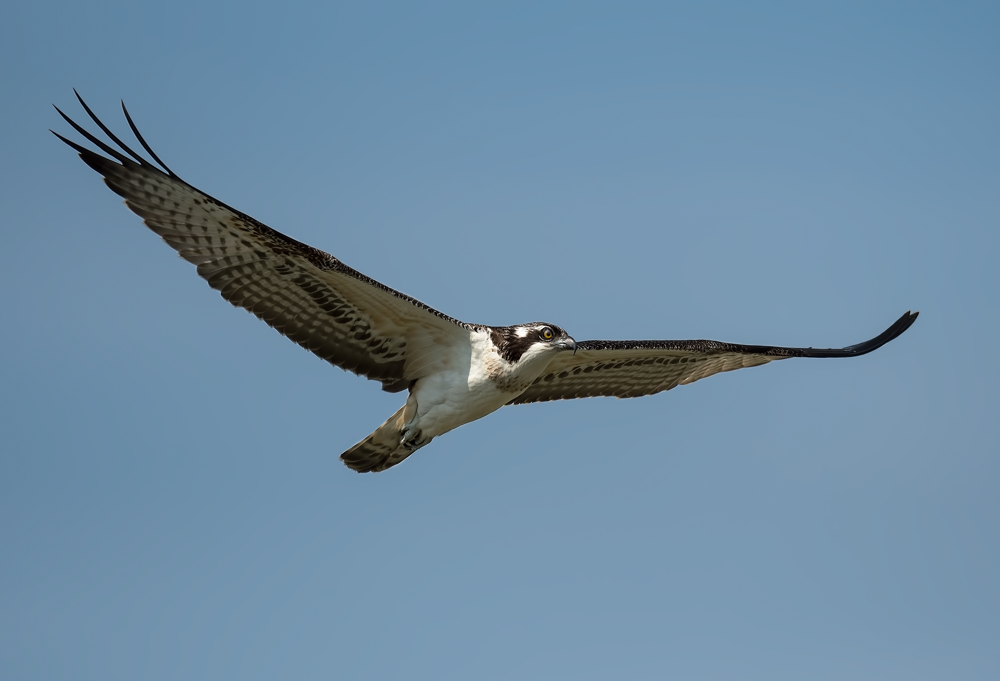 falco pescatore a torrile