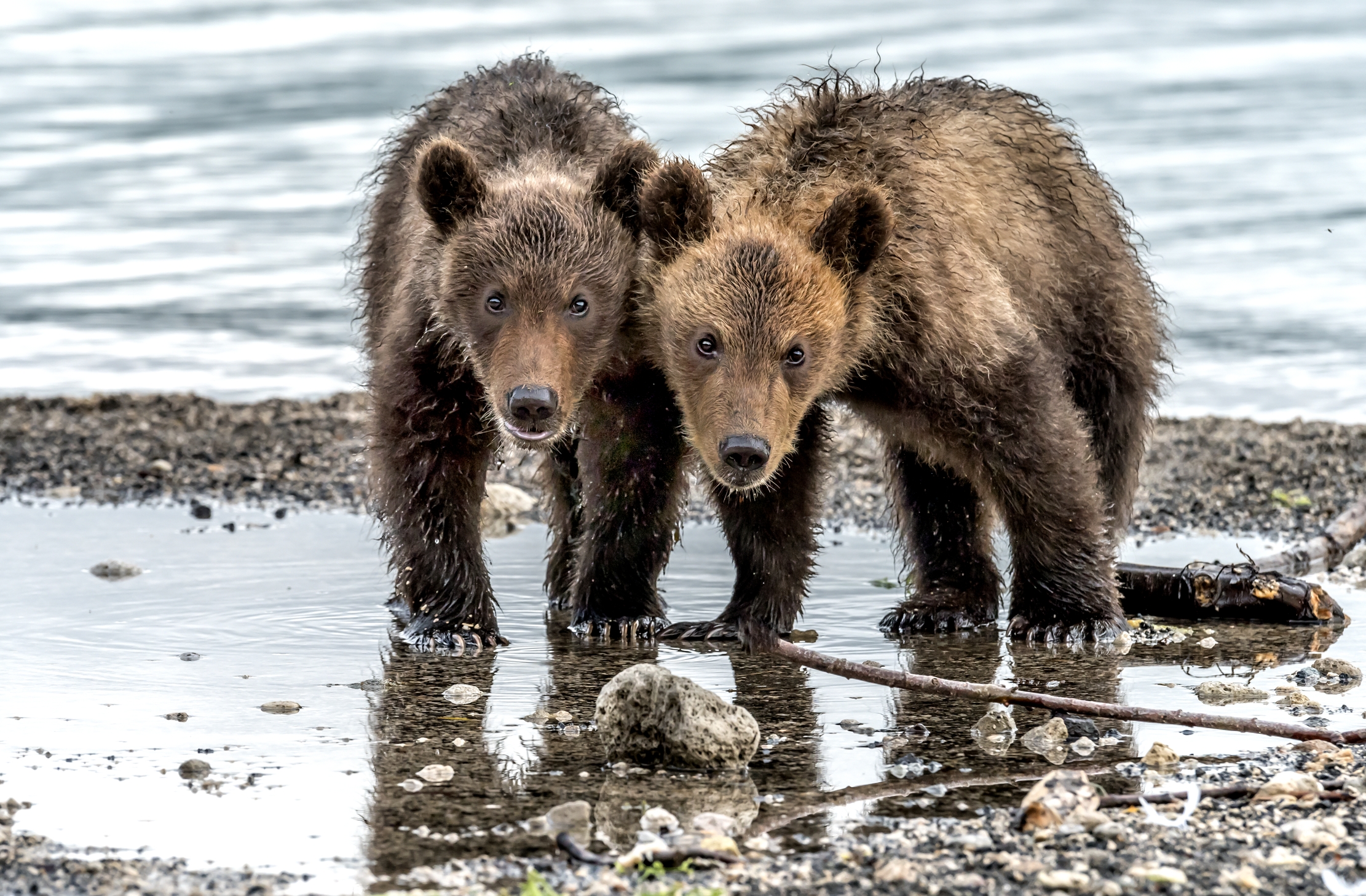 Kamchatka 2016 - Timida curiosità