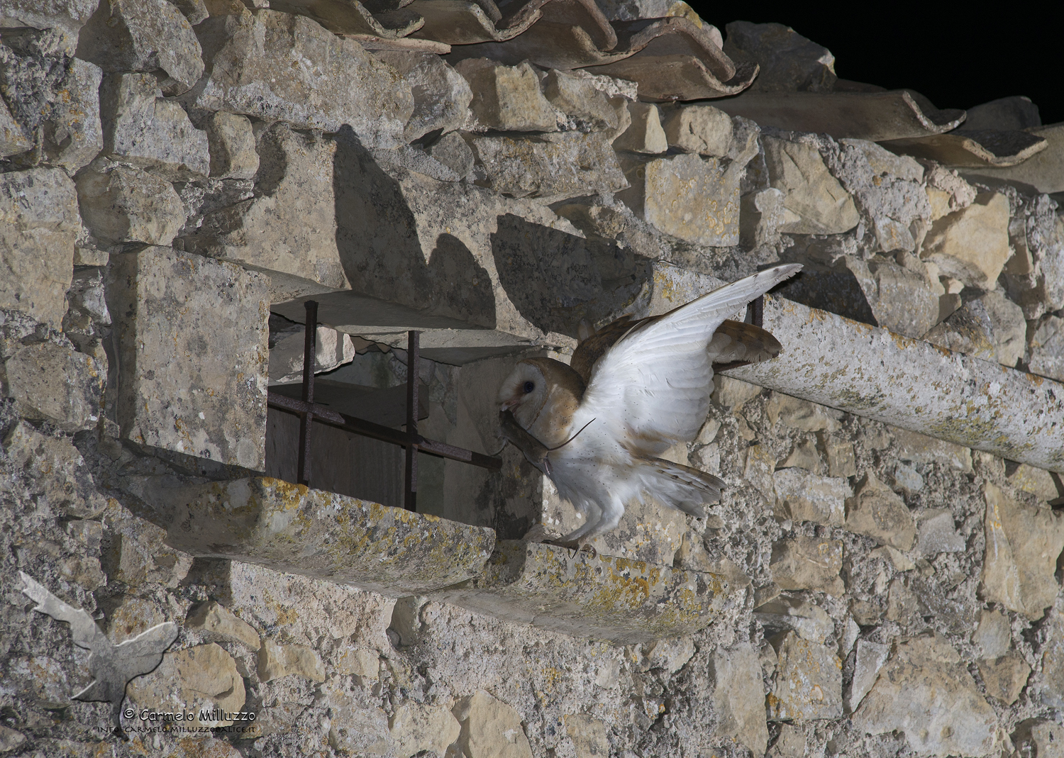 Prey of the Barn Owl? Barn owl?
