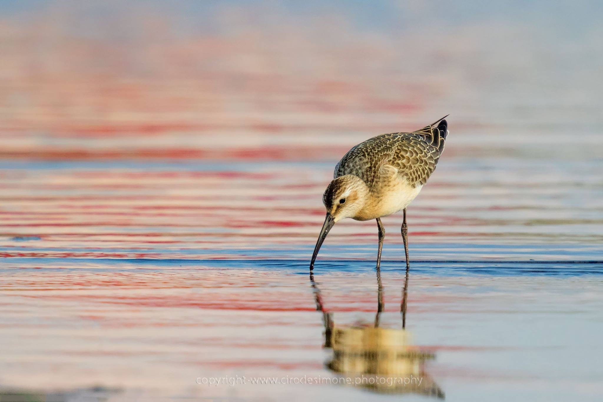 common sandpiper