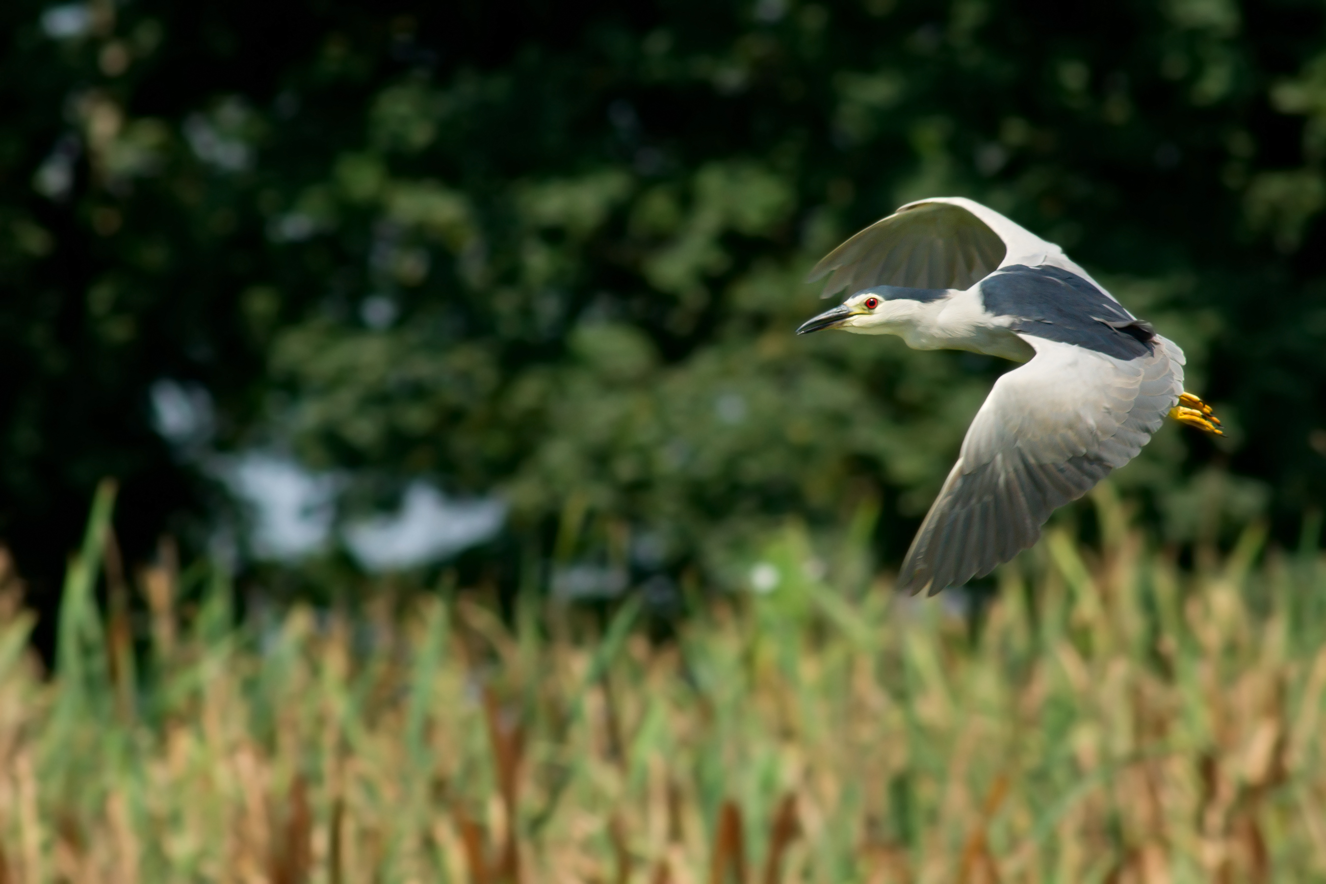 nitticora in flight