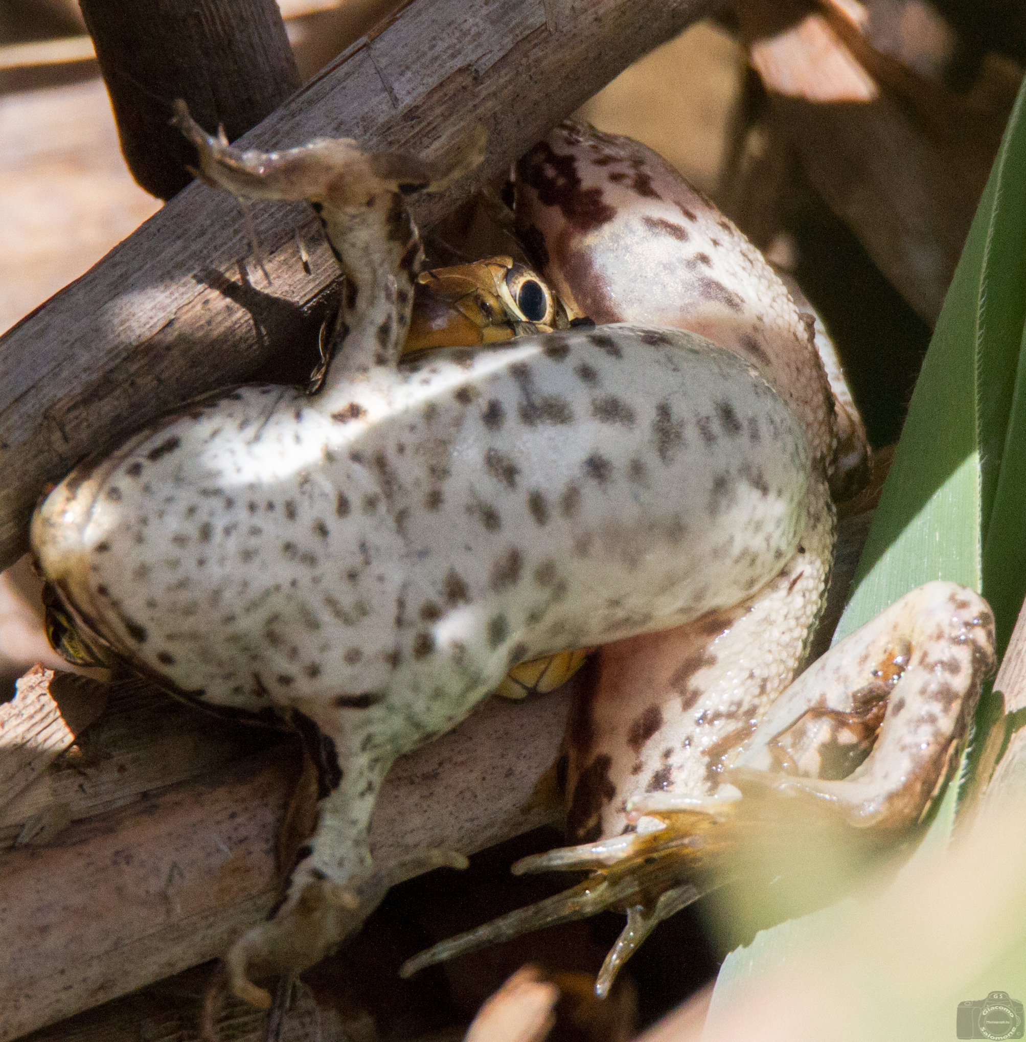 The end of a frog ..