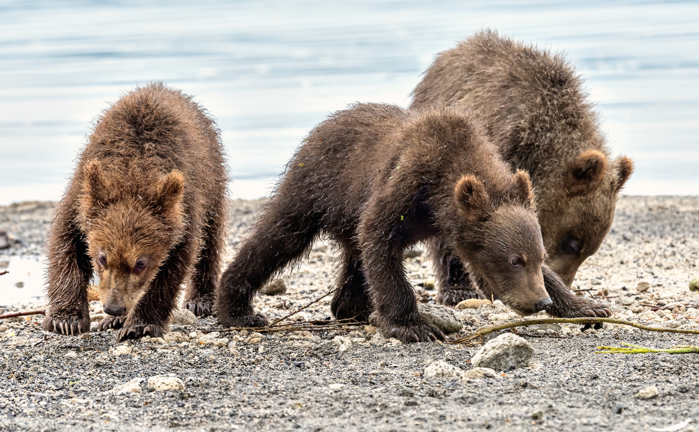 Kamchatka 2016 - Cub
