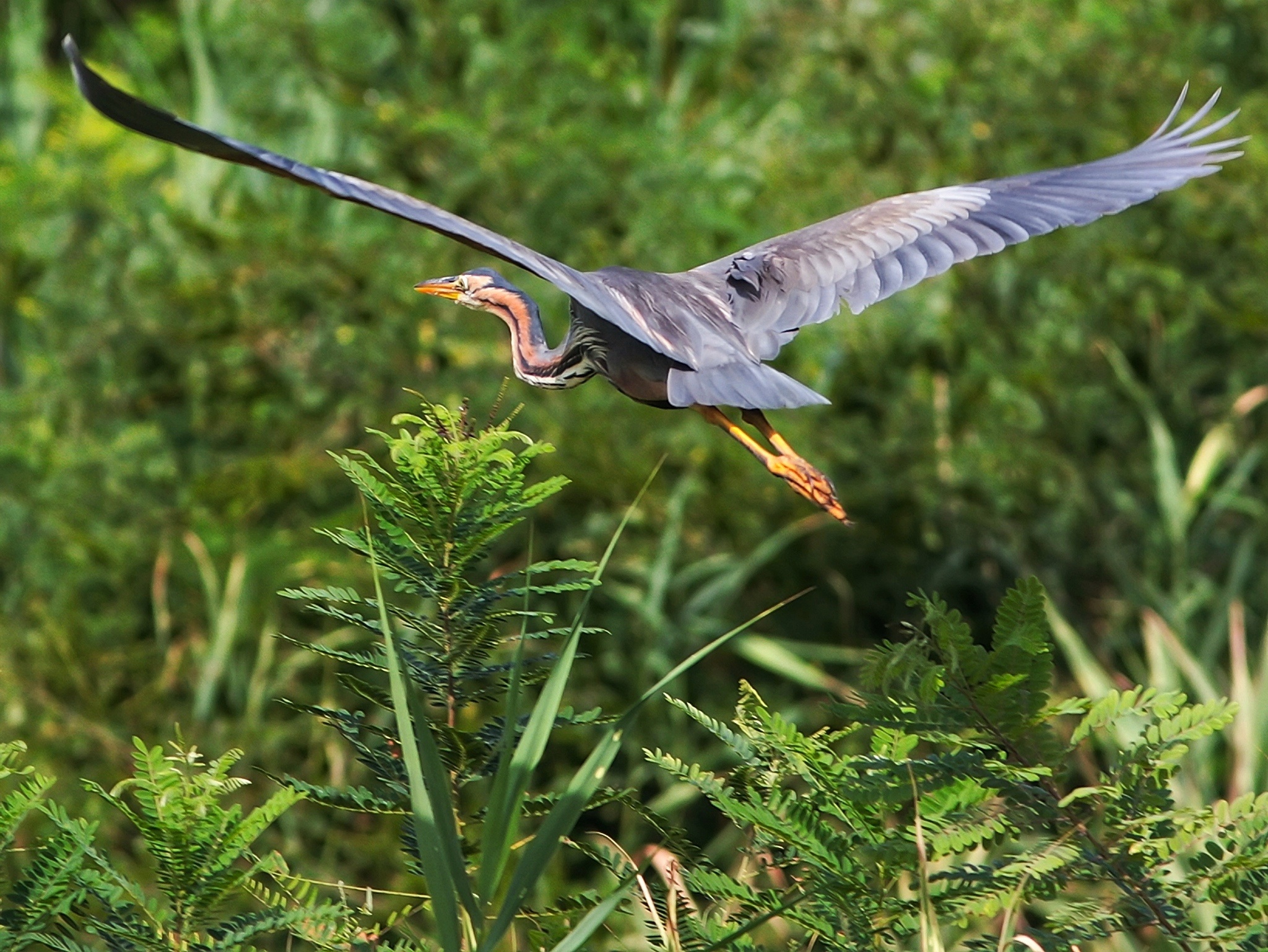 Il decollo del BAiRONE_ROSSO