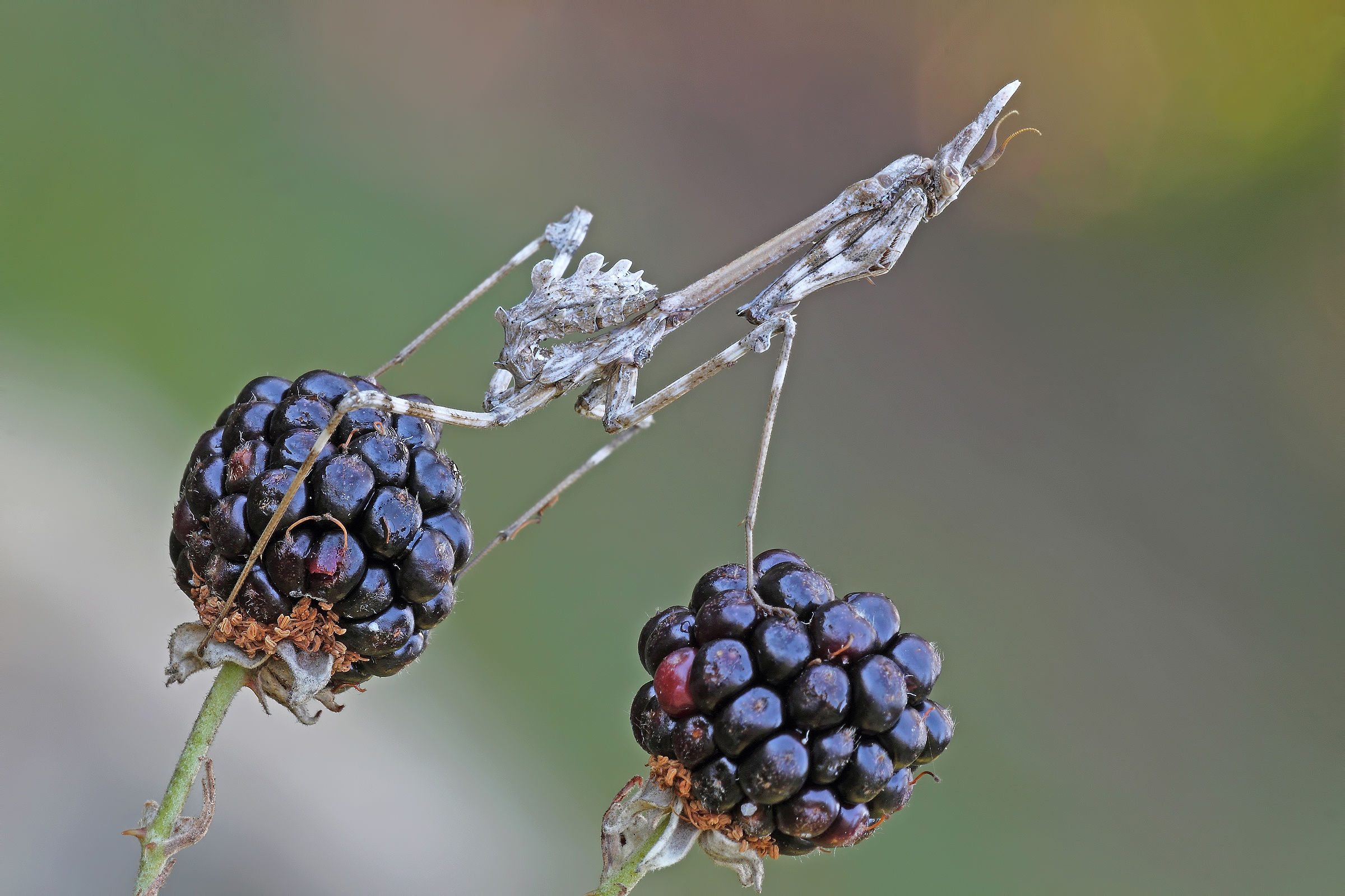 .... These are mine !!!