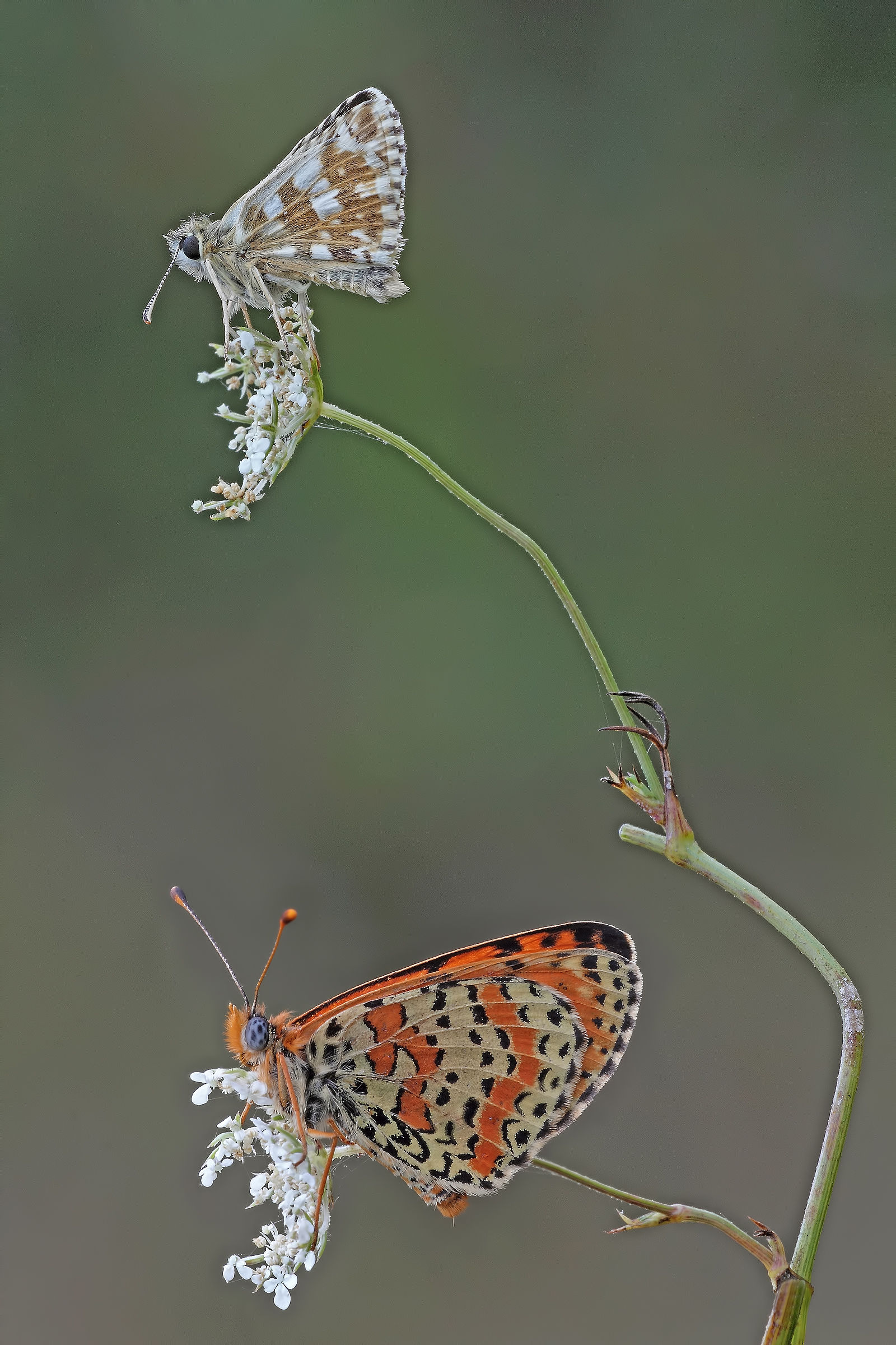 ....social ladder ???