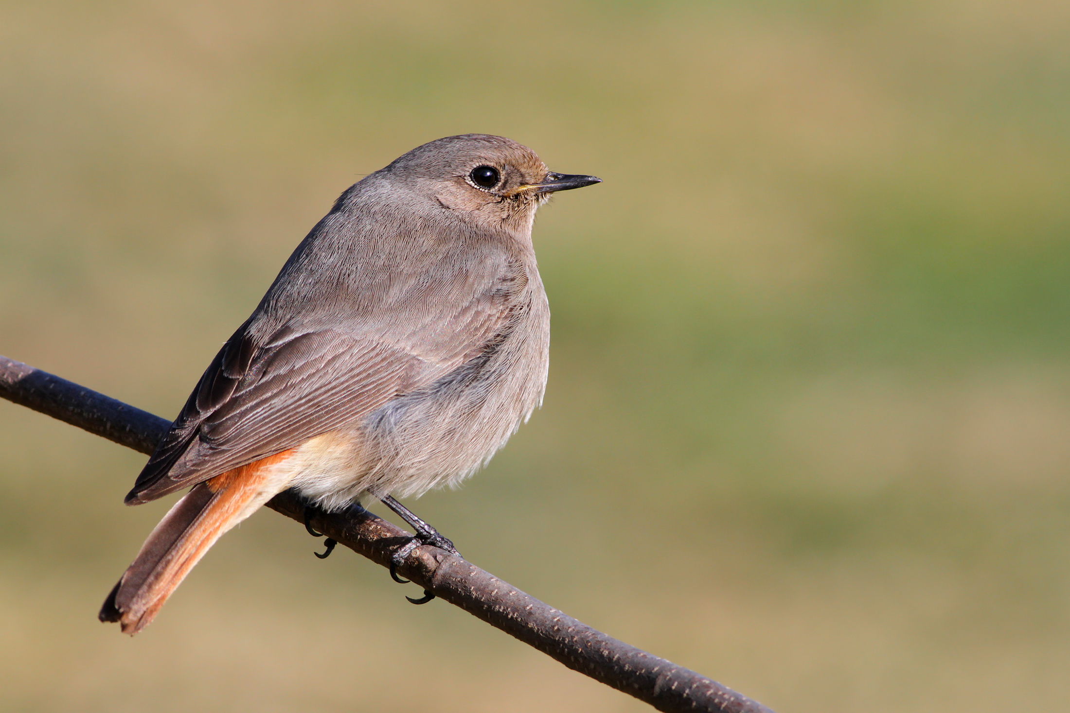 Spazzacamina ........