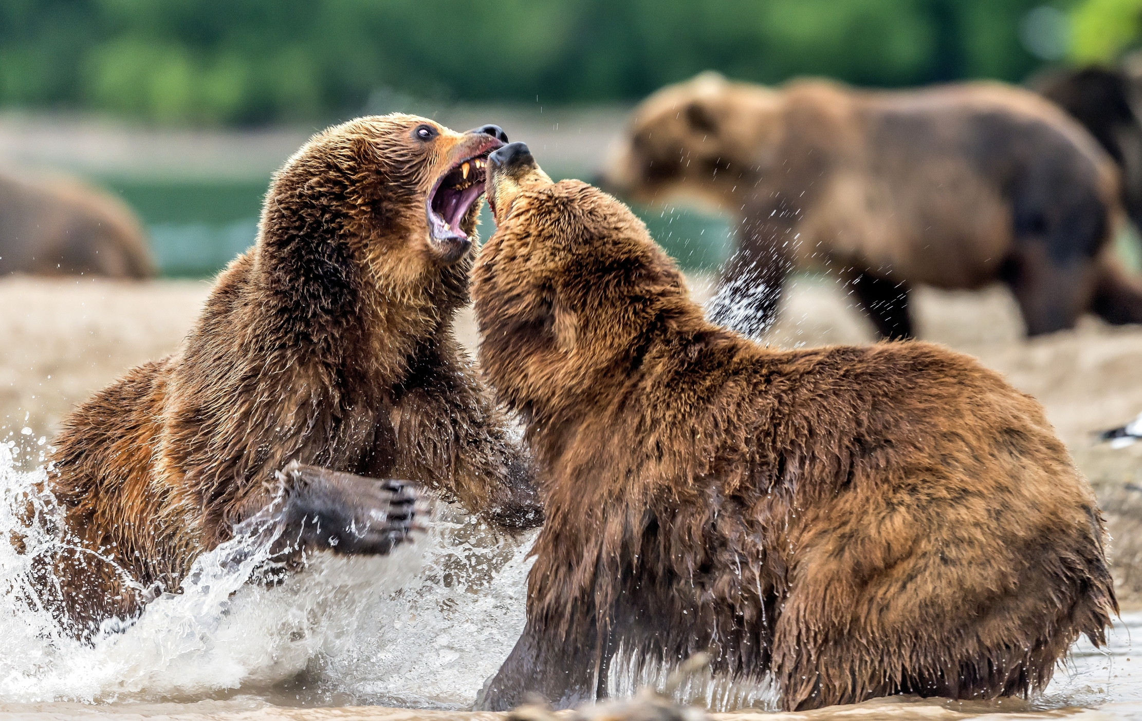 Kamchatka 2016 - Piccoli litigi