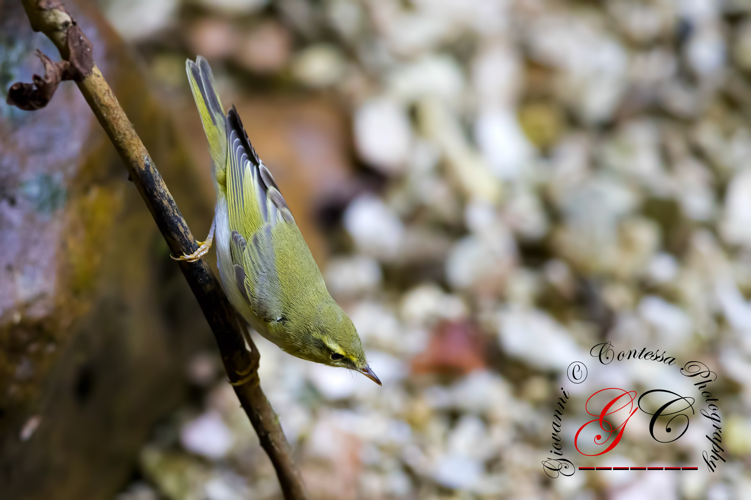 he green ..... "online"