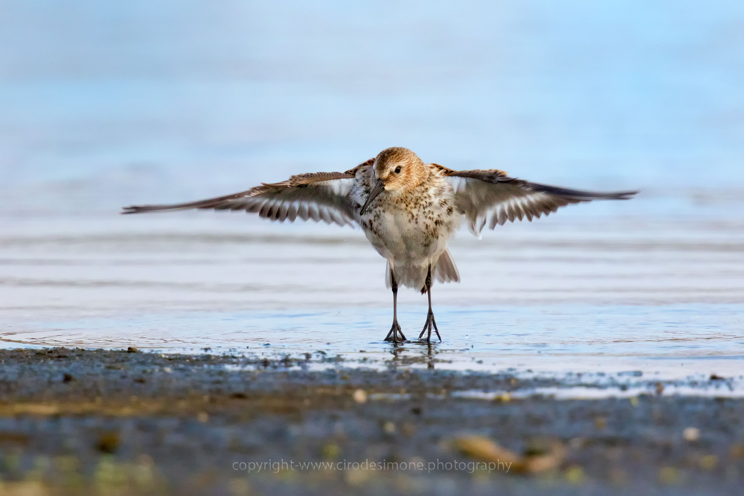 Cut to the sandpiper