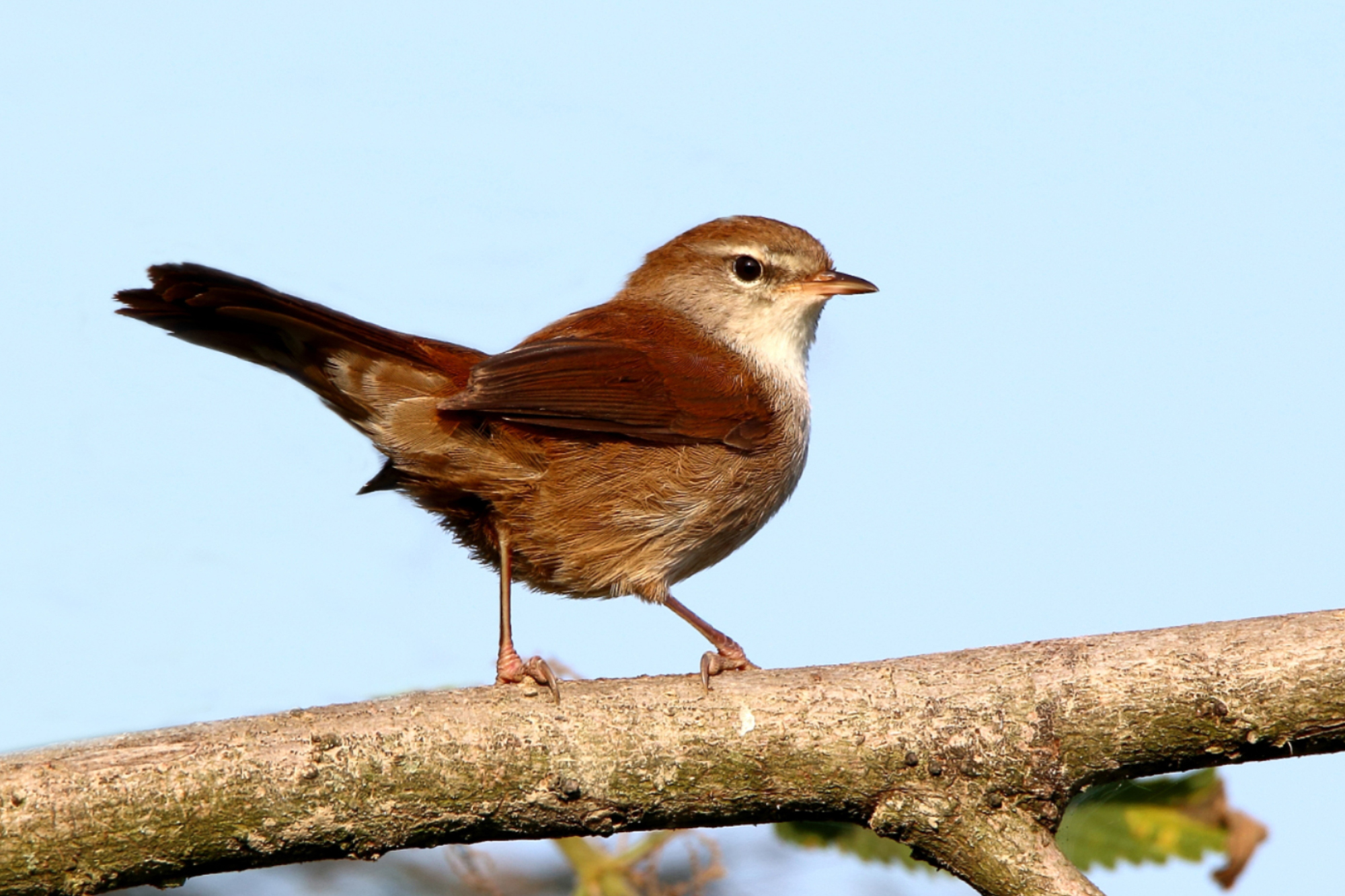 Cetti's Warbler