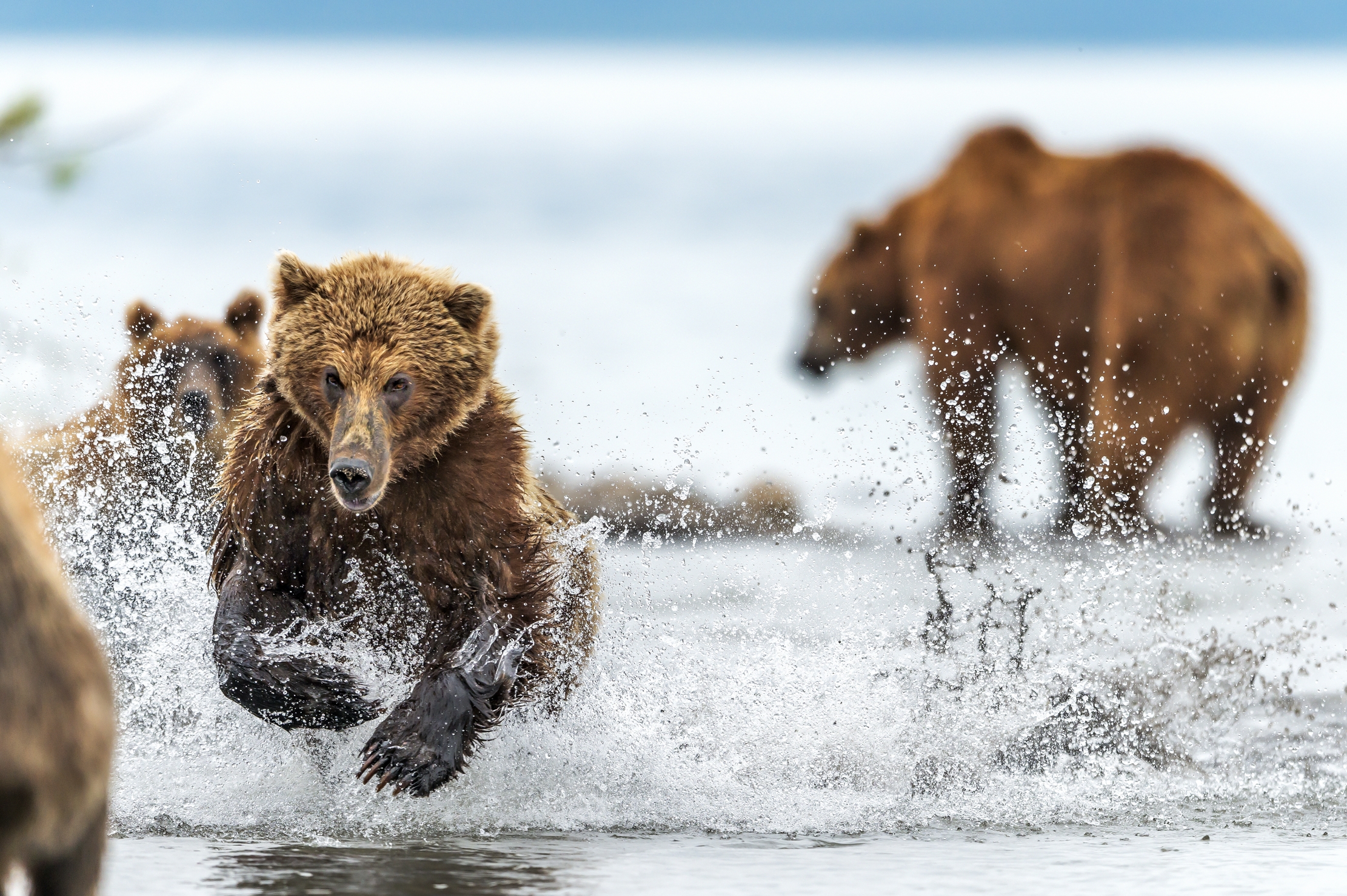 Kamchatka 2016 - Predation and competition