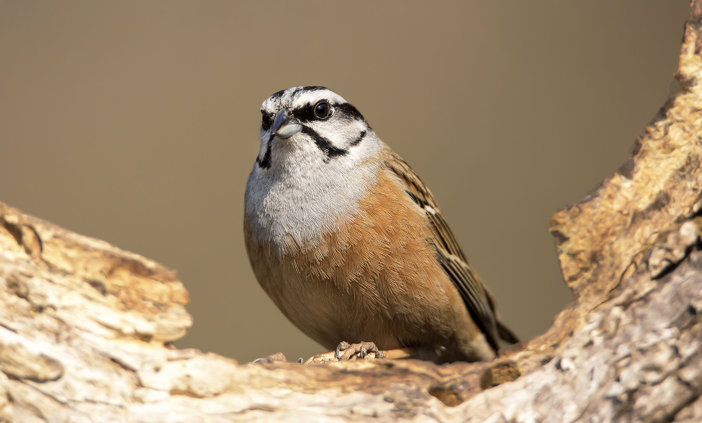 Rock bunting