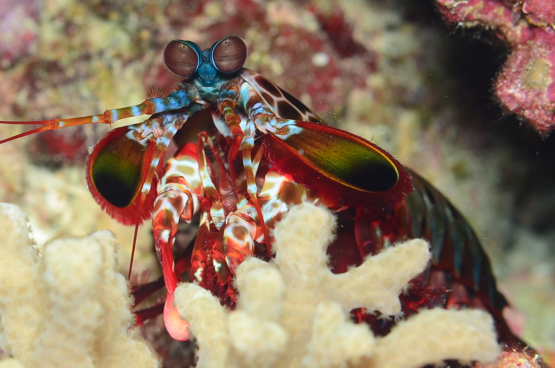 mantis shrimp