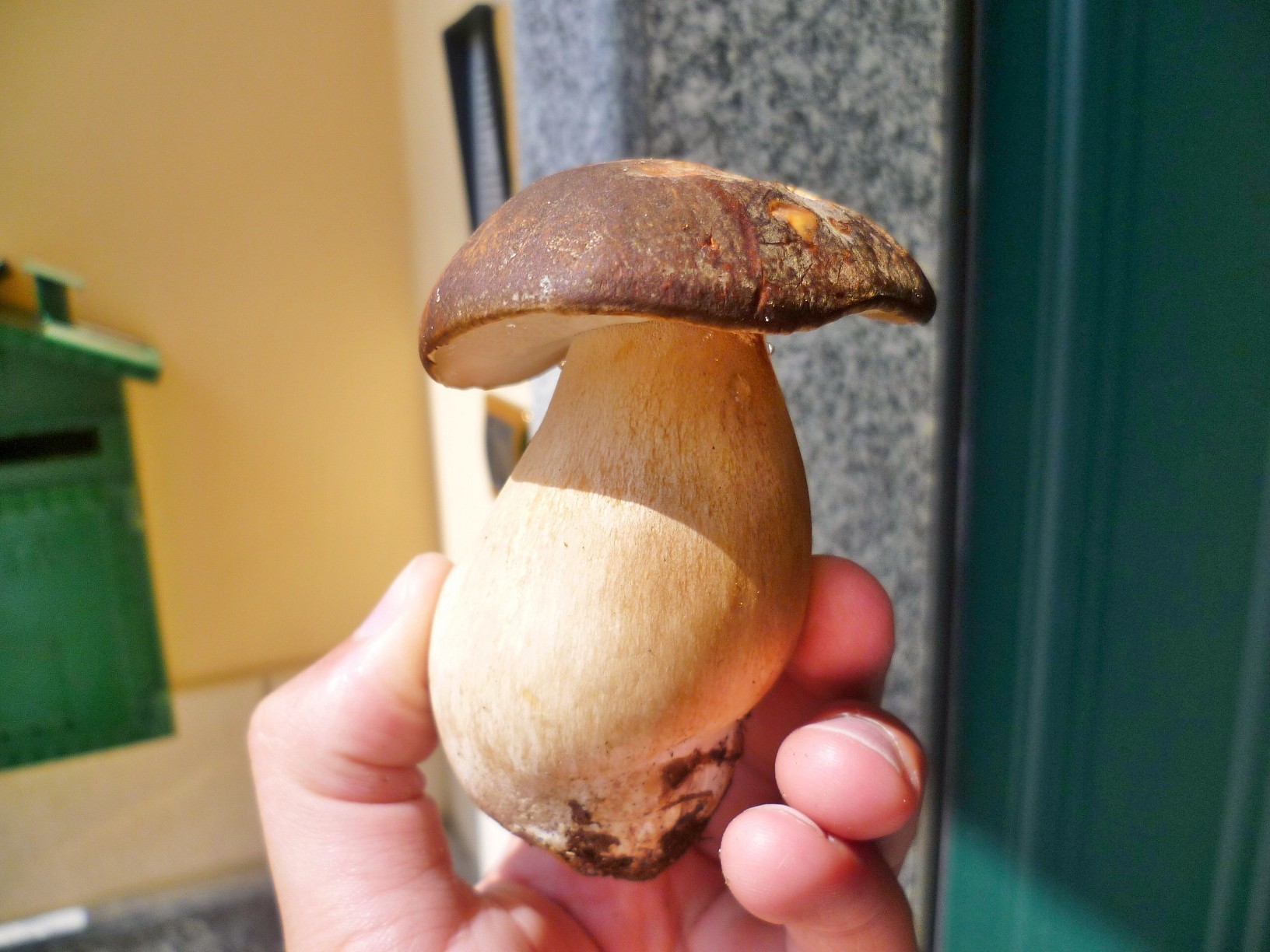 boletus