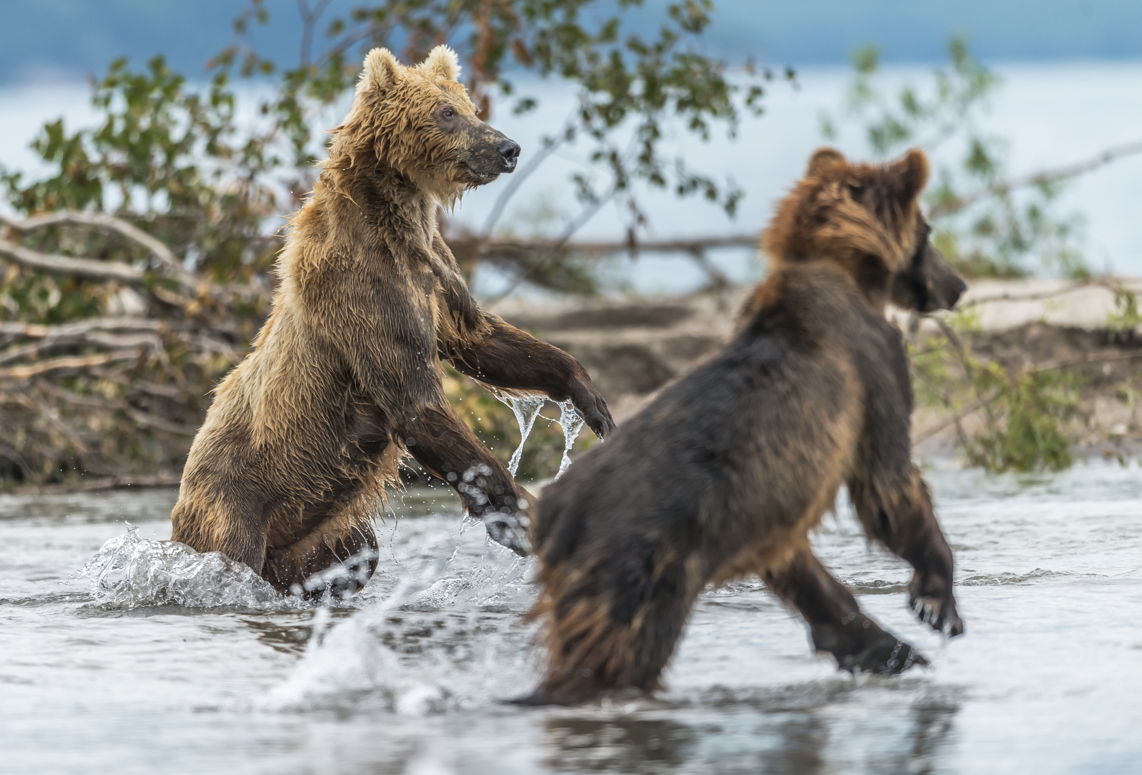 Kamchatka 2016 - Caccia sul fiume