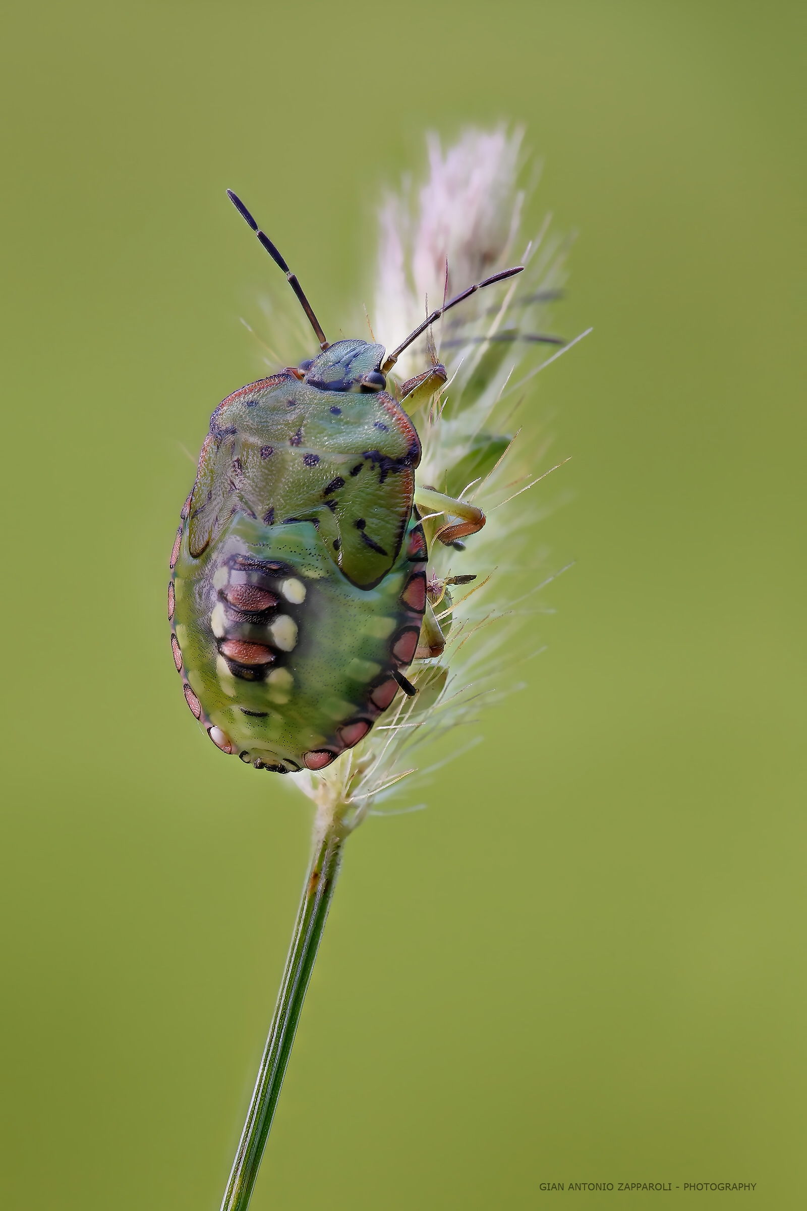 Bedbug green at the nymph stage