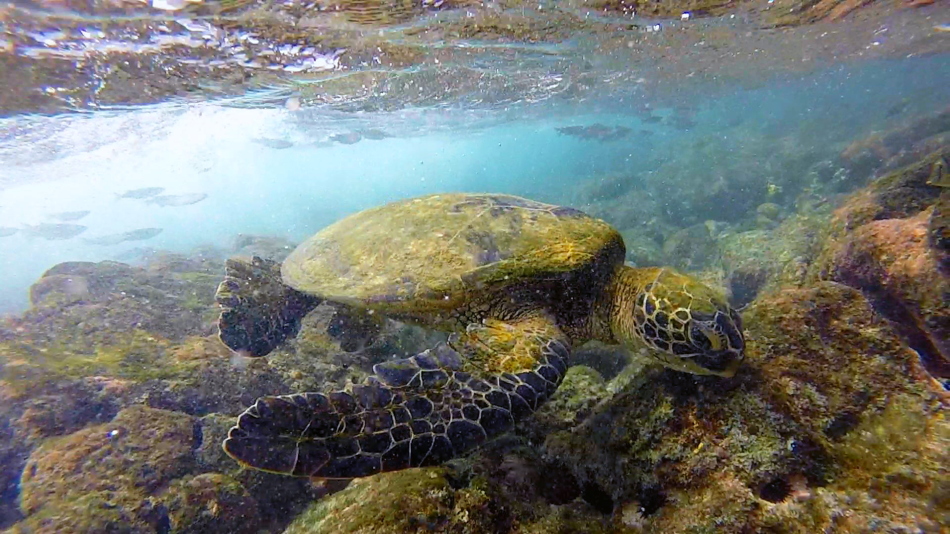 Incontri Ravvicinati