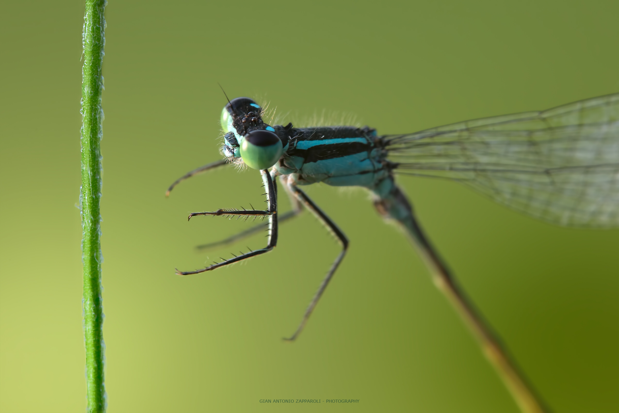 damsel in flight