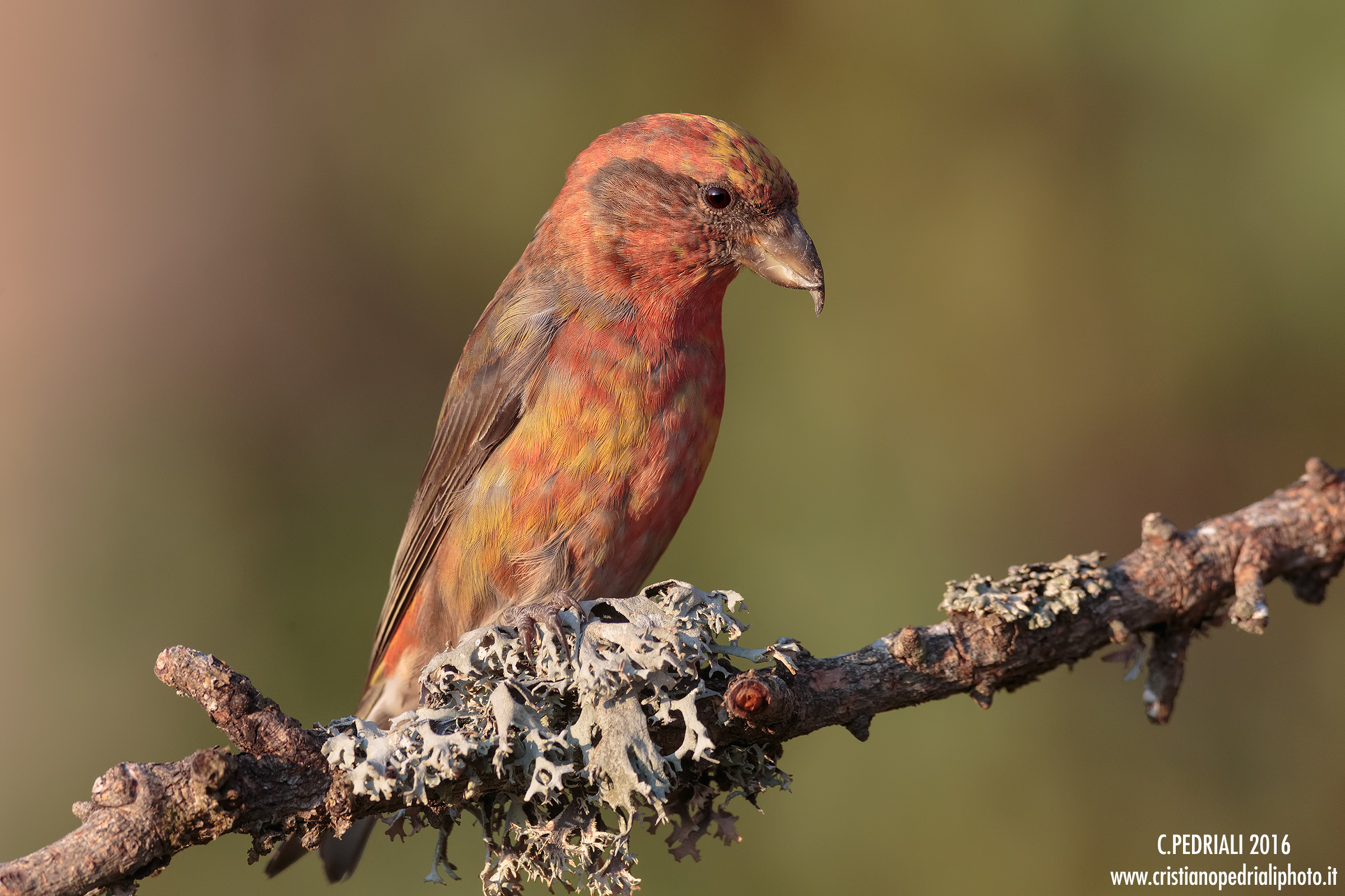 The fantastic colors of the male cruises ...