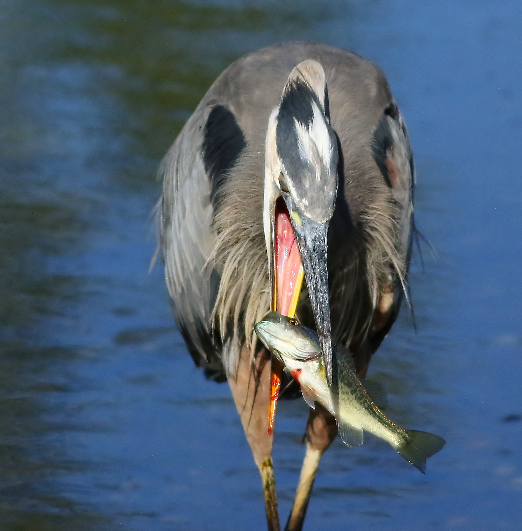 Piccola Bocca incontra Large Mouth
