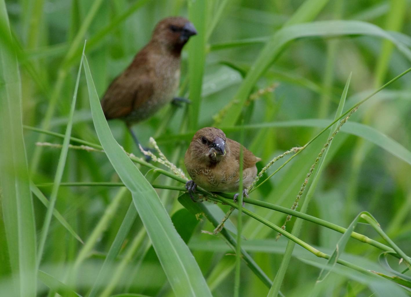 Noce moscata Manniki
