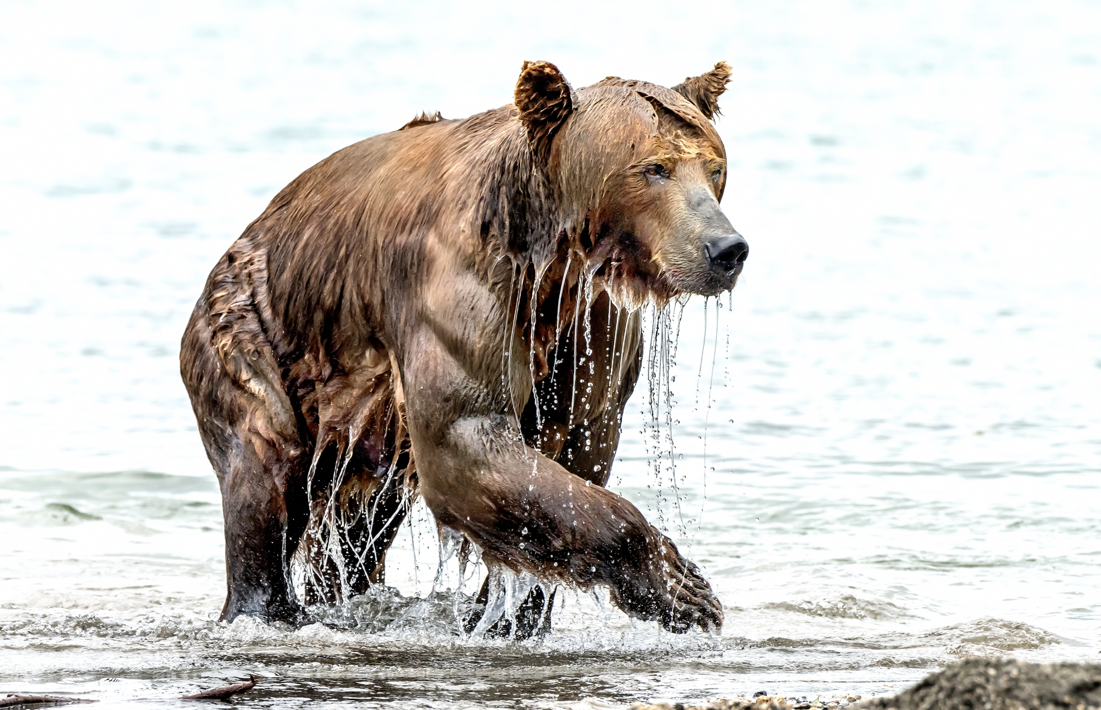 Kamchatka 2016 - Grondante