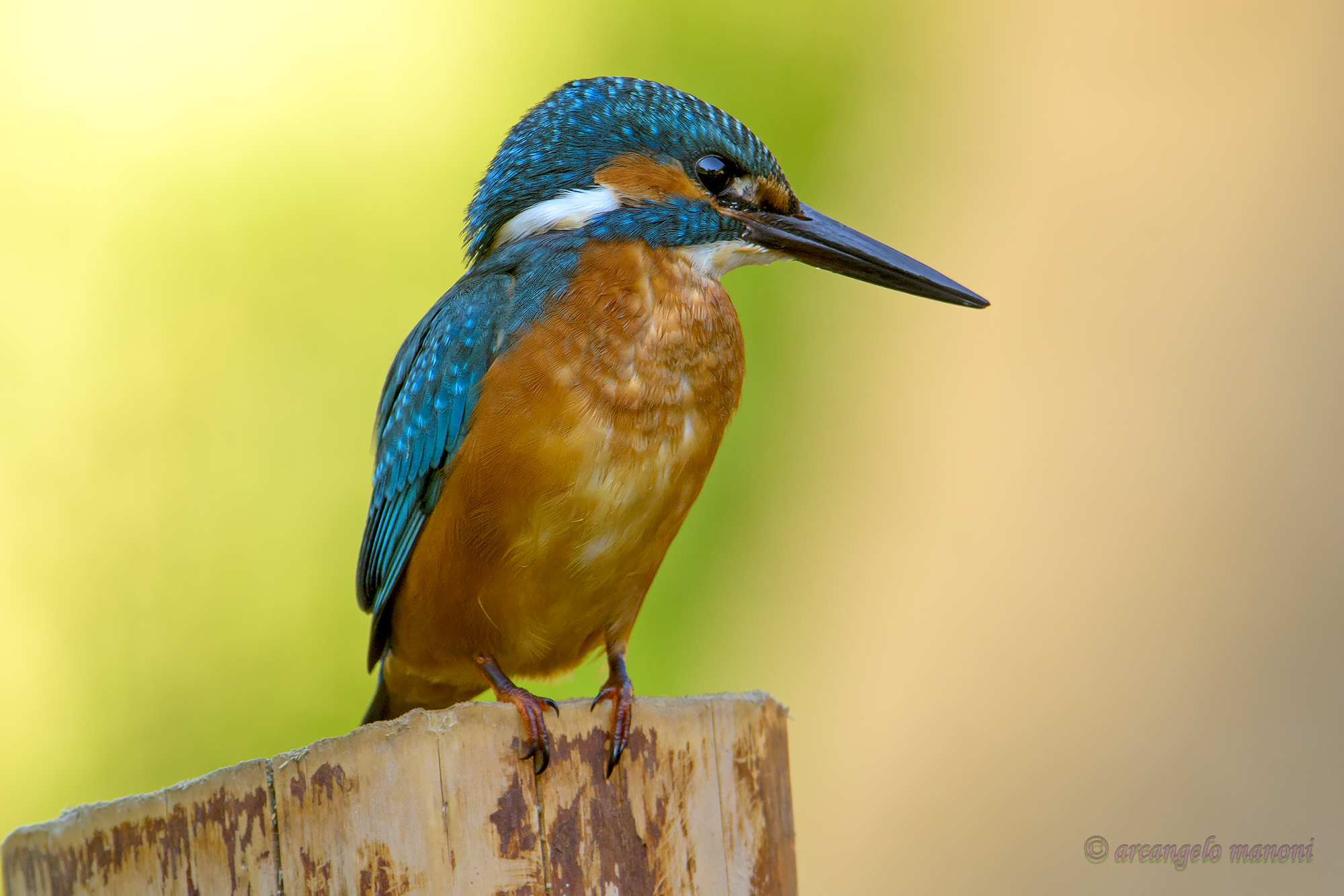 L'attento osservatore del fiume