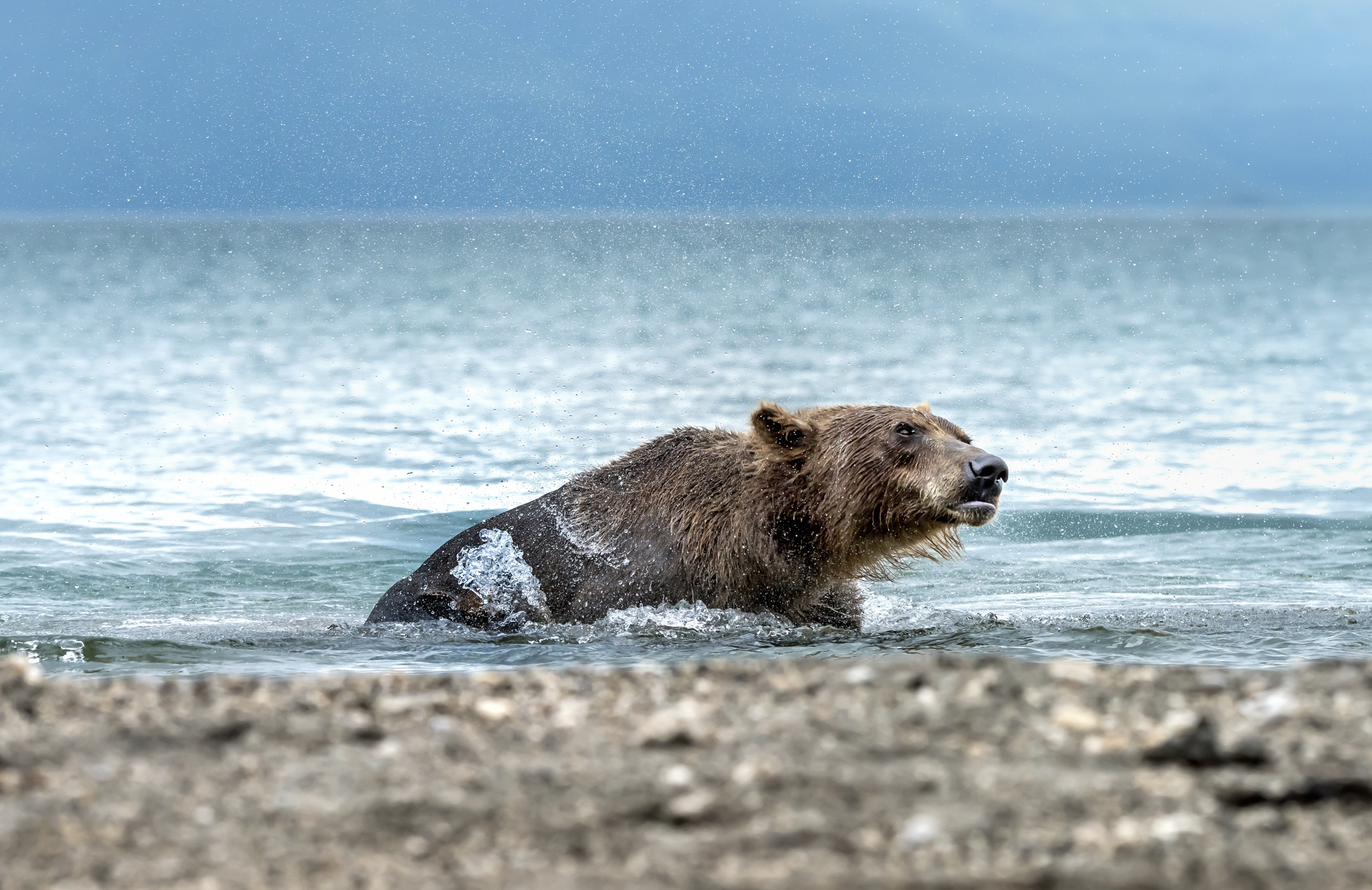 Kamchatka 2016 - Scuotimento nel lago