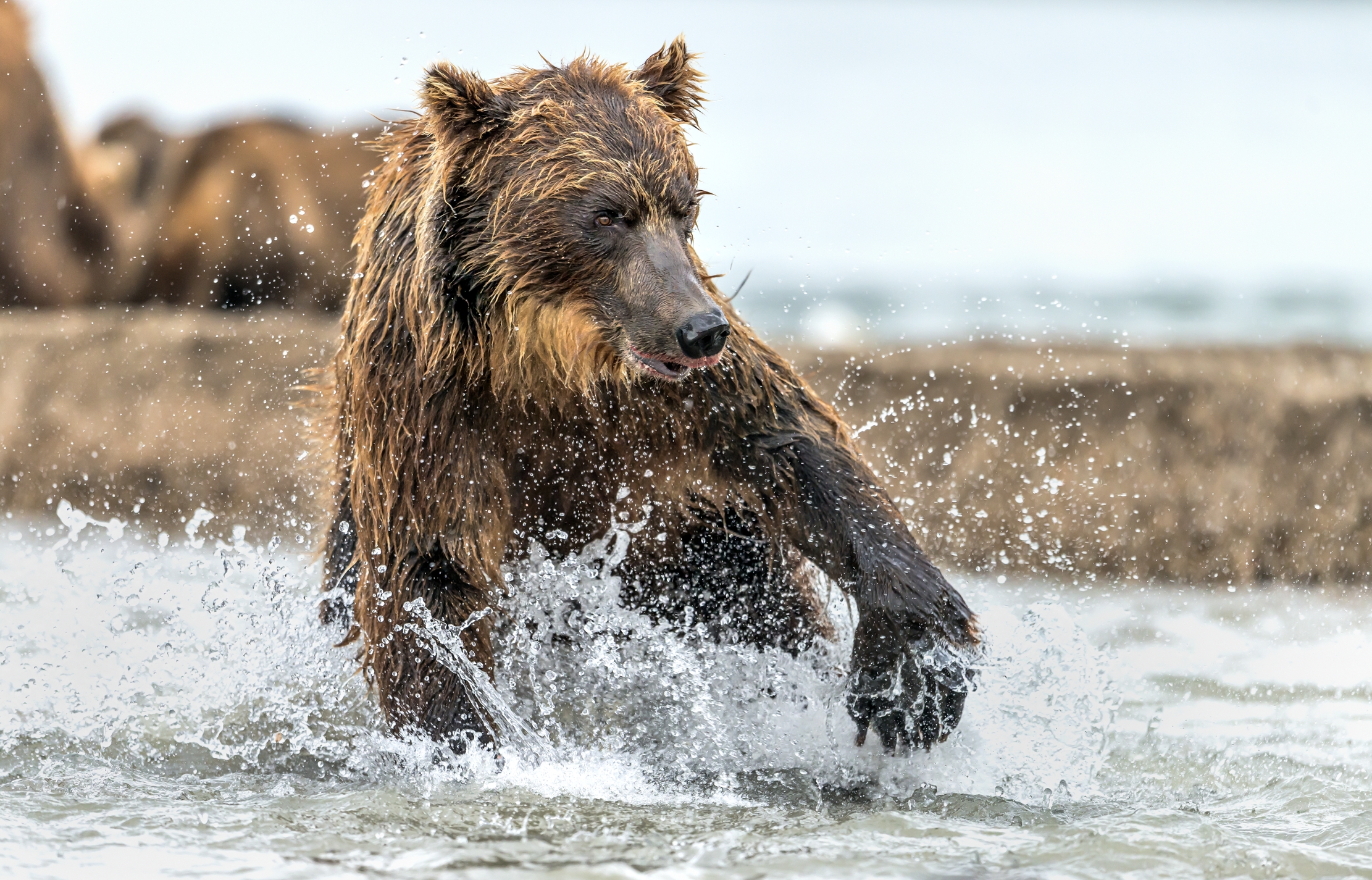 Kamchatka 2016 - Caccia nell'acqua