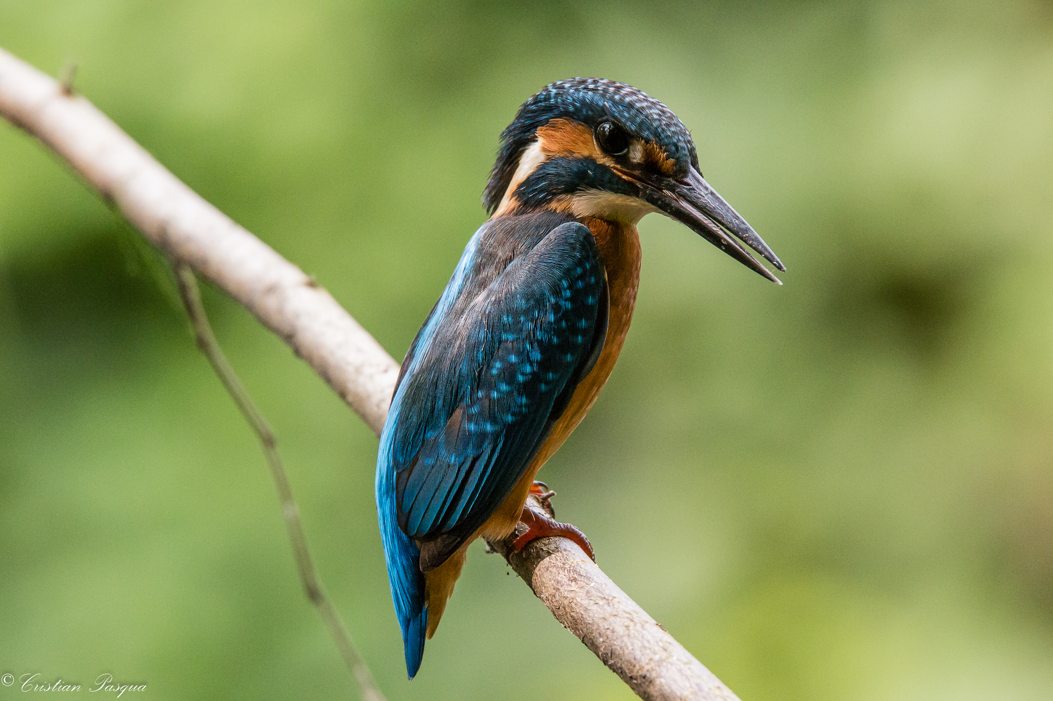 Kingfisher