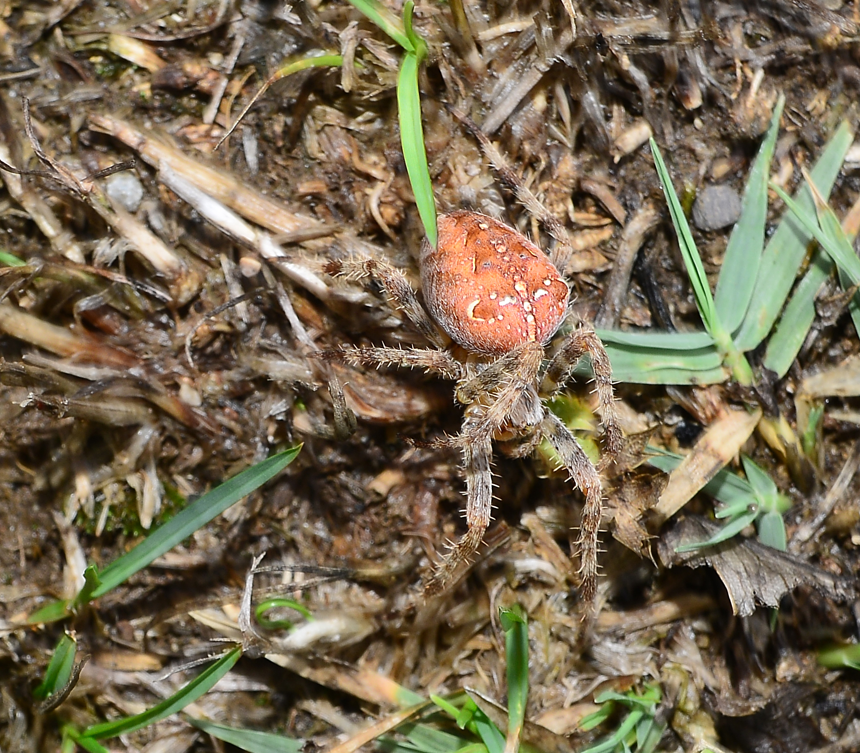 I almost mordeva..il small!