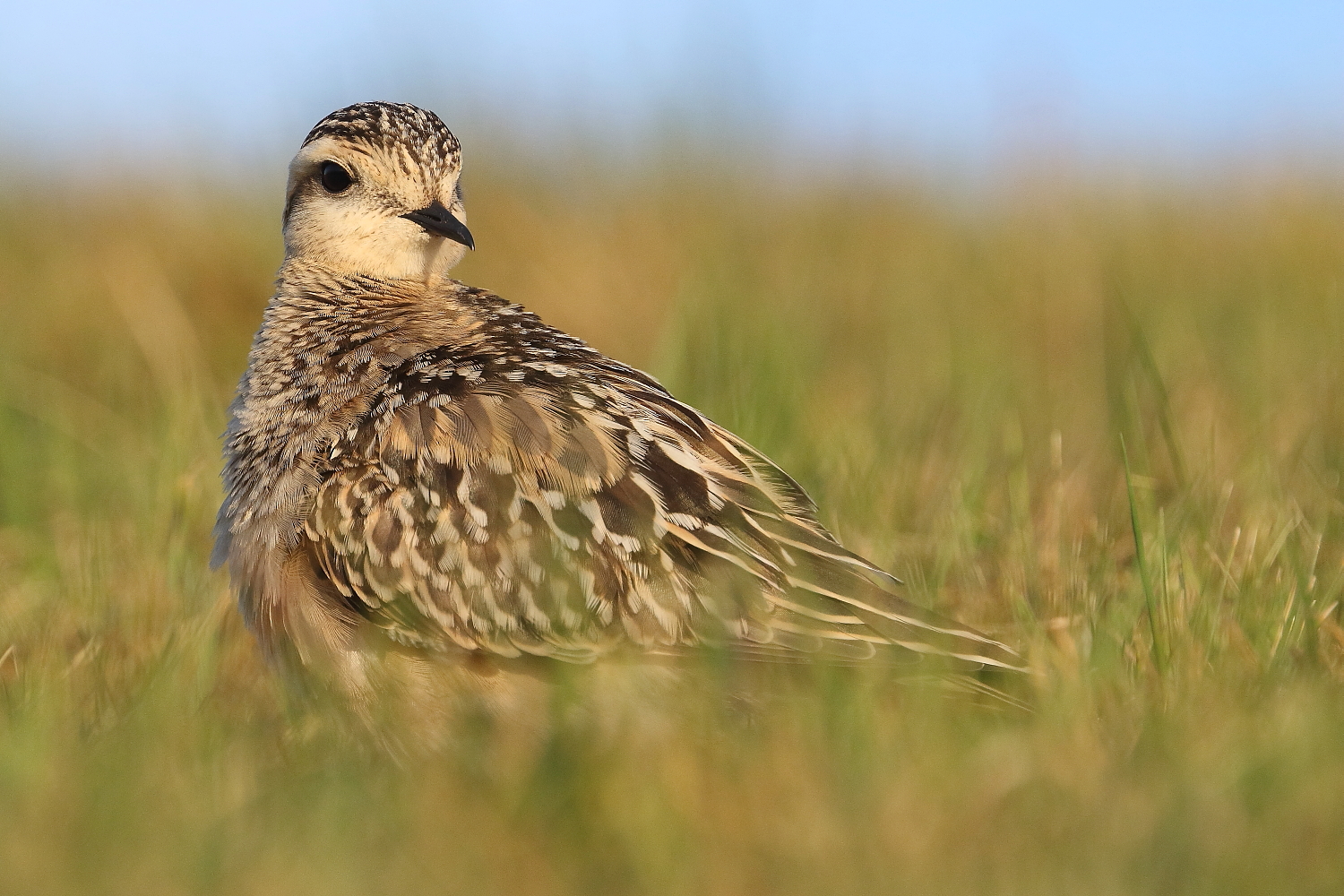 Finalmente li ho visti e fotografati