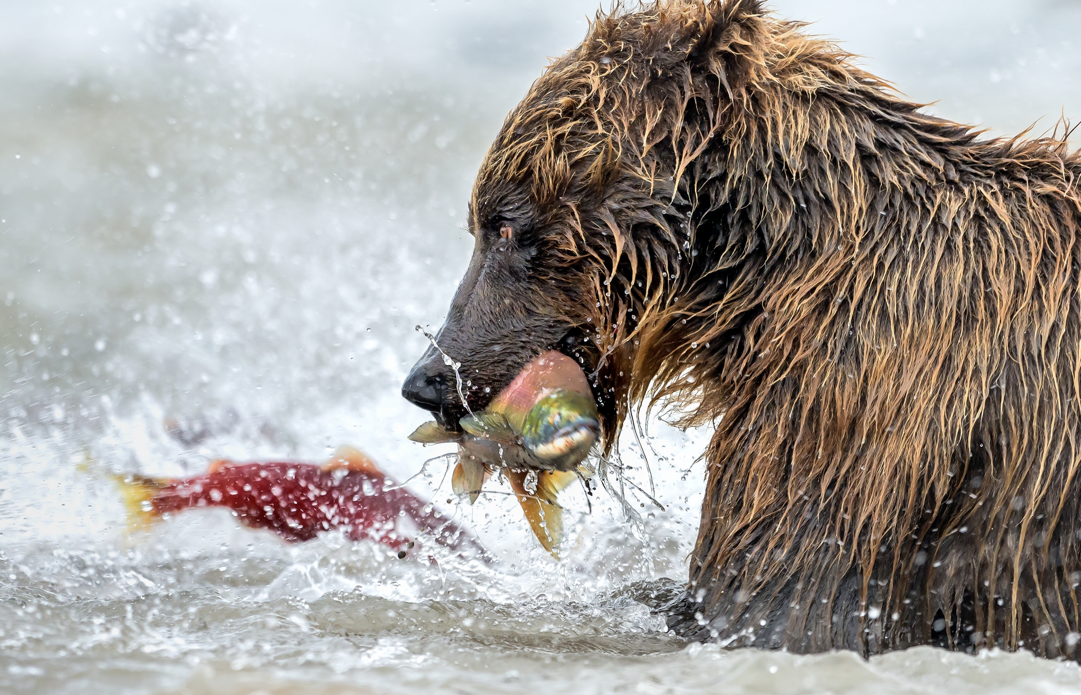 Kamchatka 2016 - Quando il lago ribolle