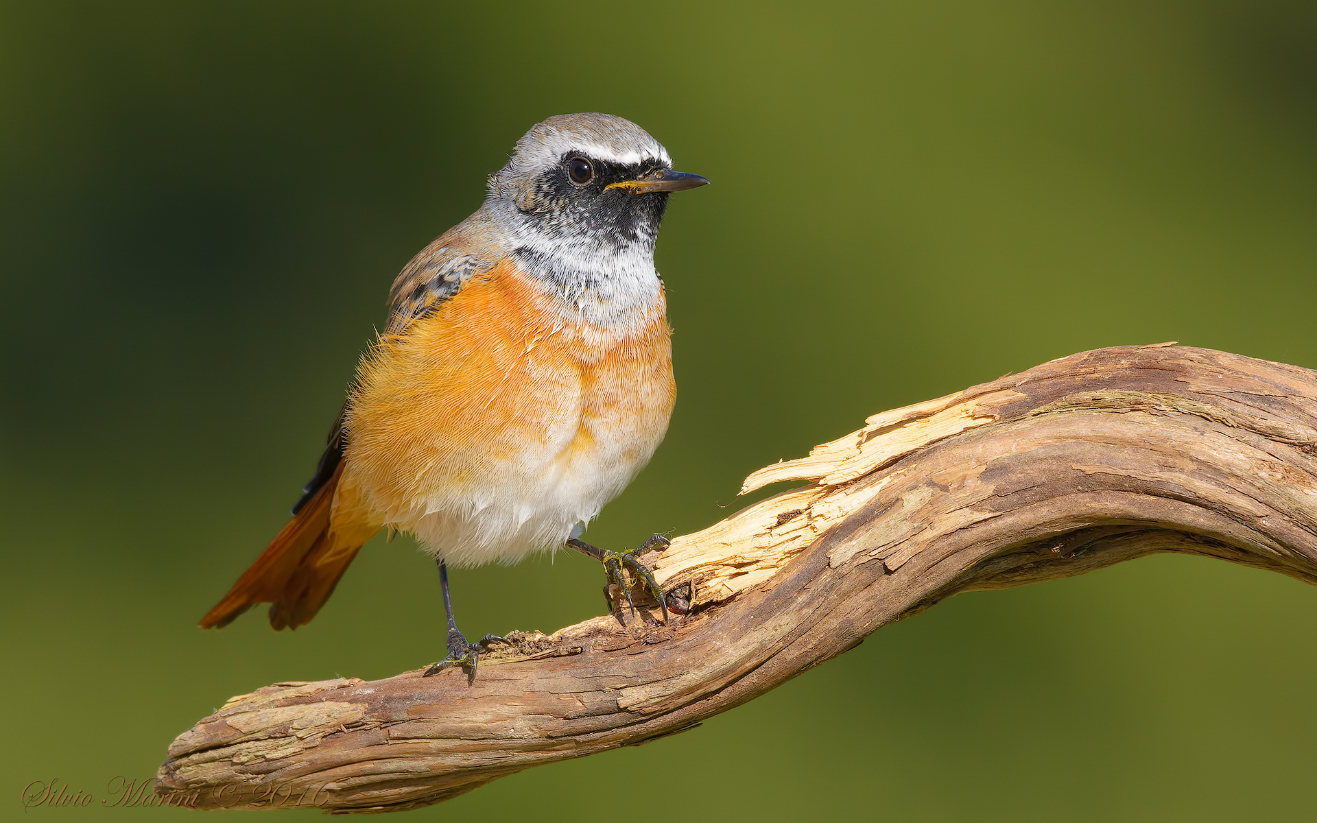 Redstart (Phoenicurus phoenicurus)