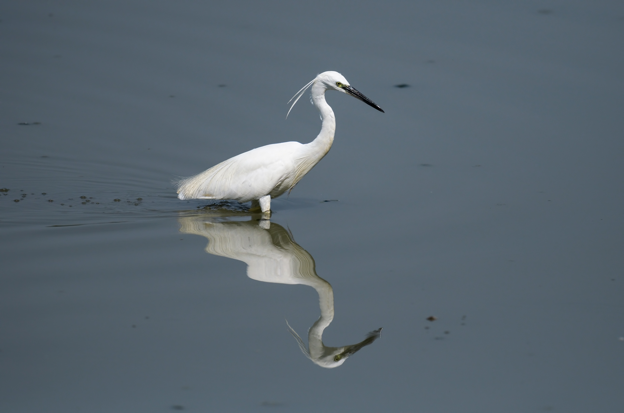 egret