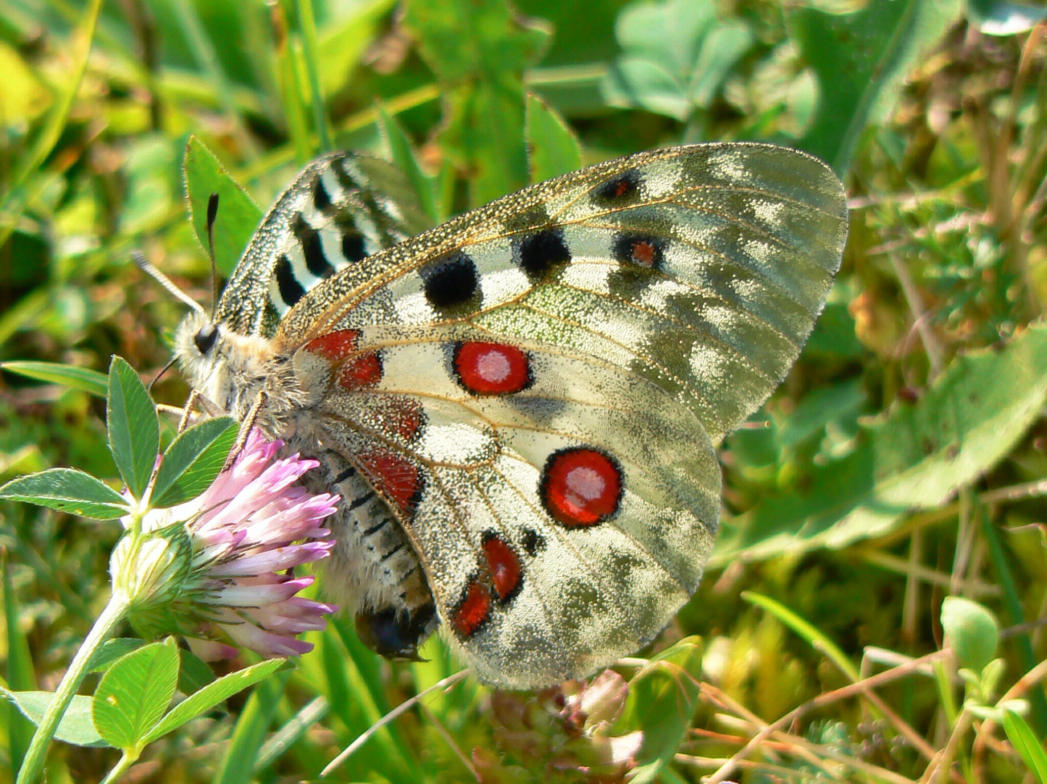 Parnassius apollo