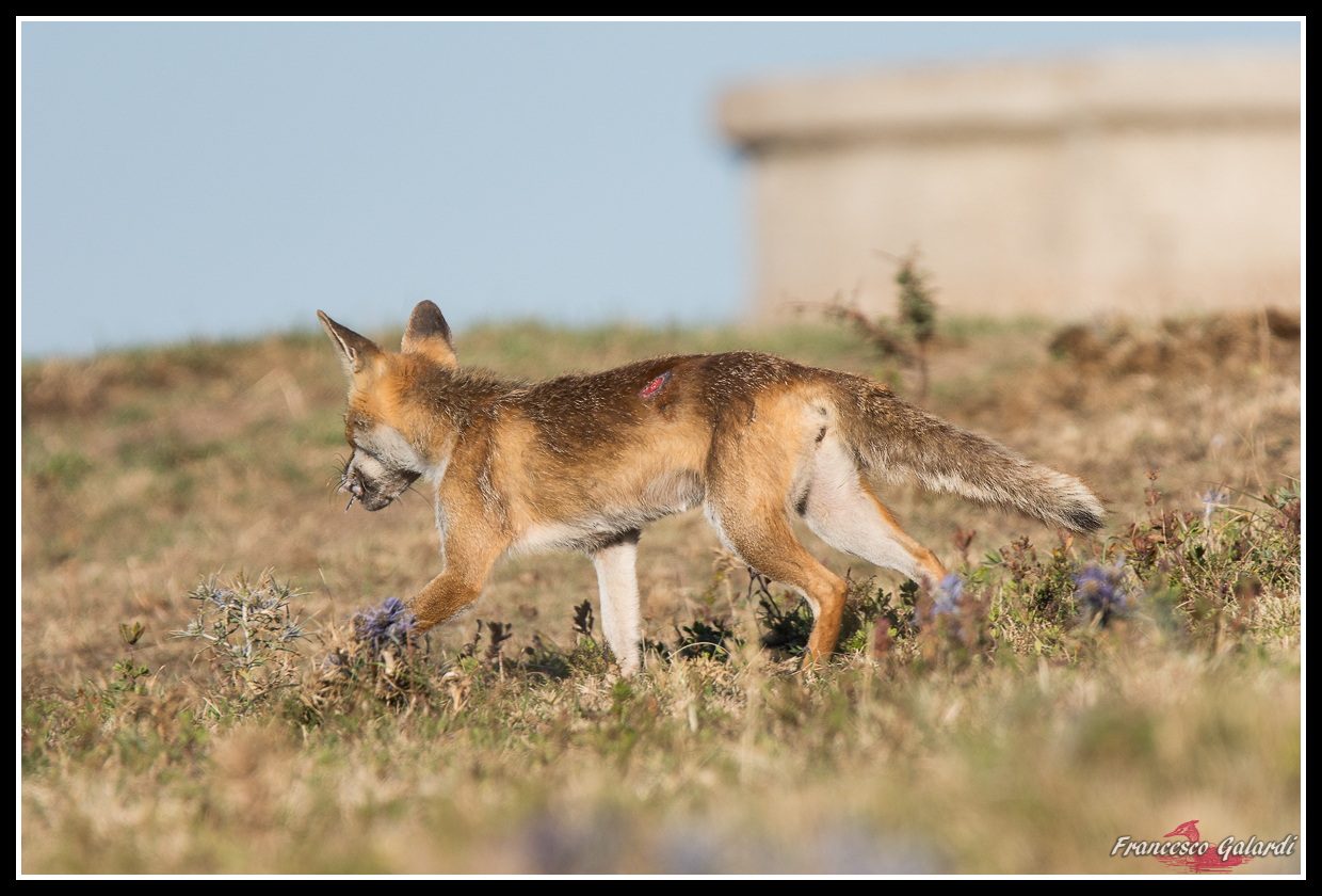 Volpe con topi in bocca