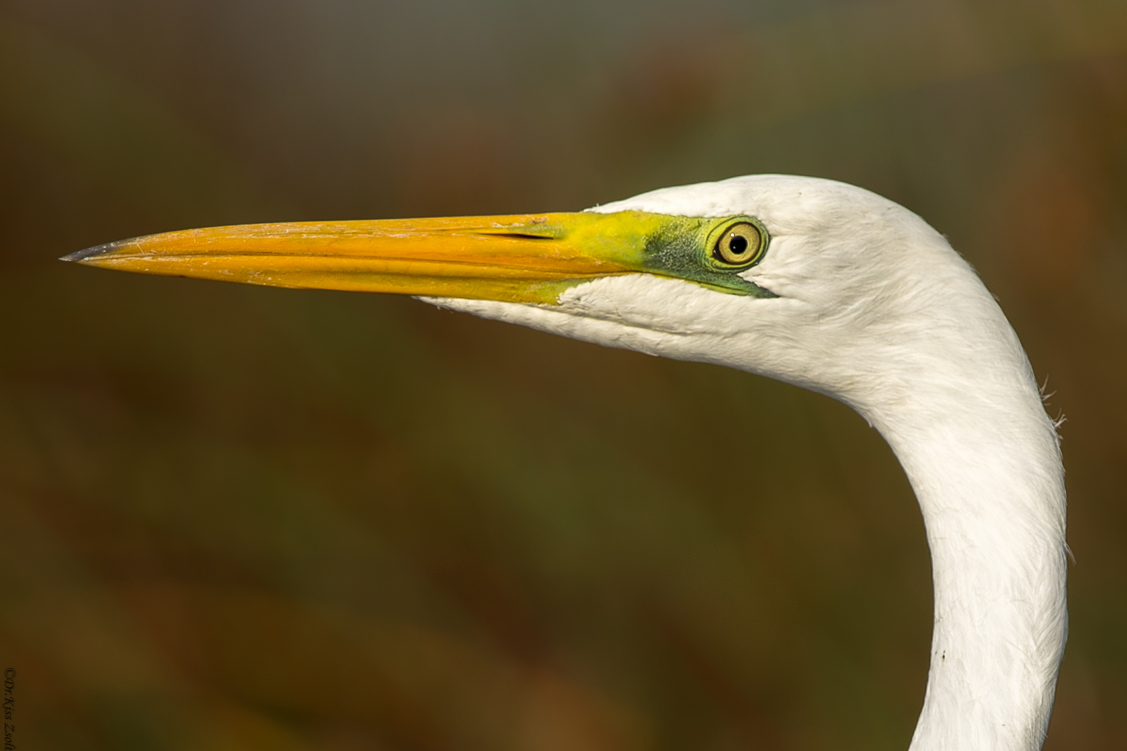 Grande egret ritratto