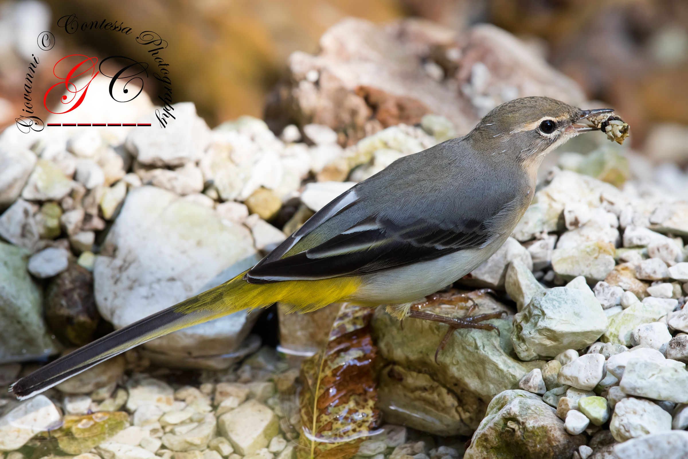 the wagtail and "portasassi"