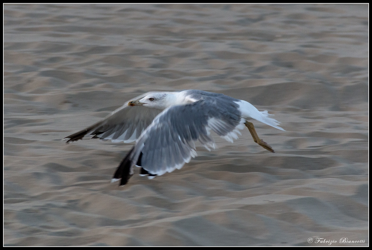 Il volo del gabbiano