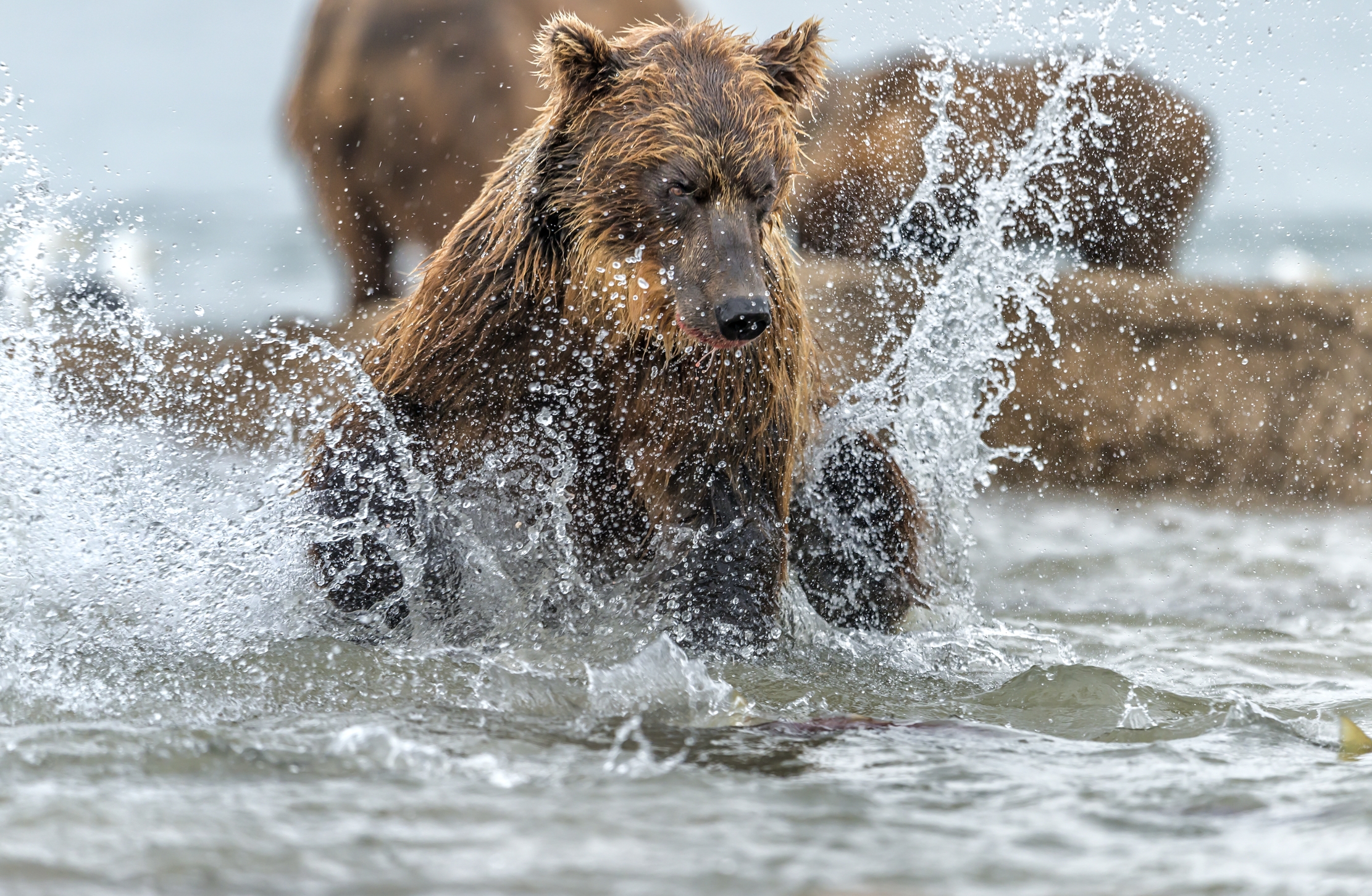 Kamchatka 2016 - Caccia sull'acqua