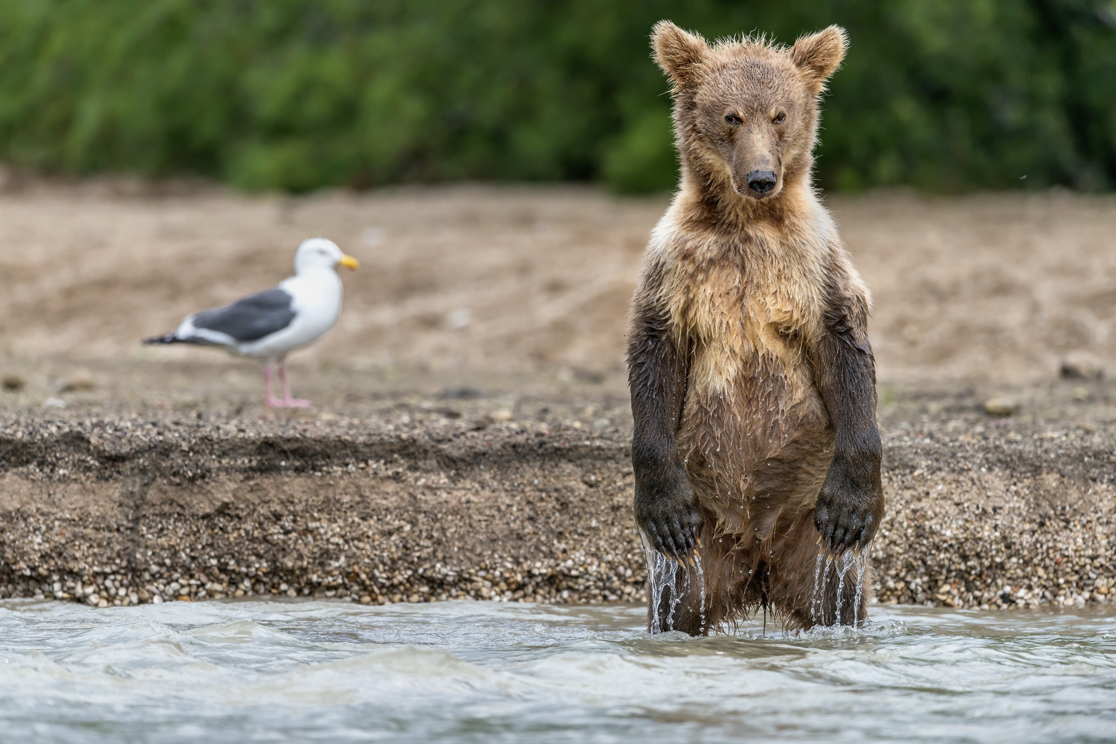 Kamchatka 2016 - Perplesso